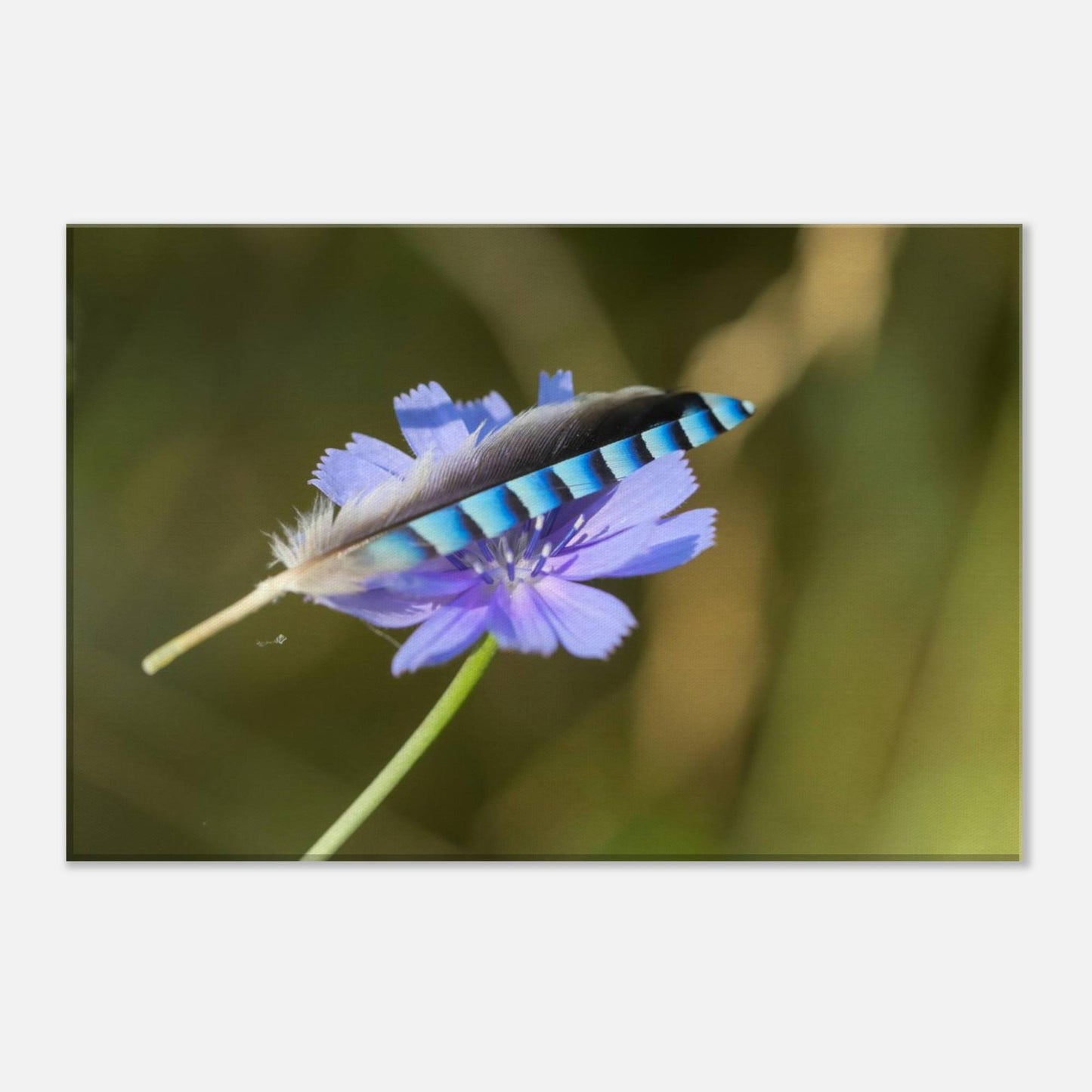 A Resting Feather