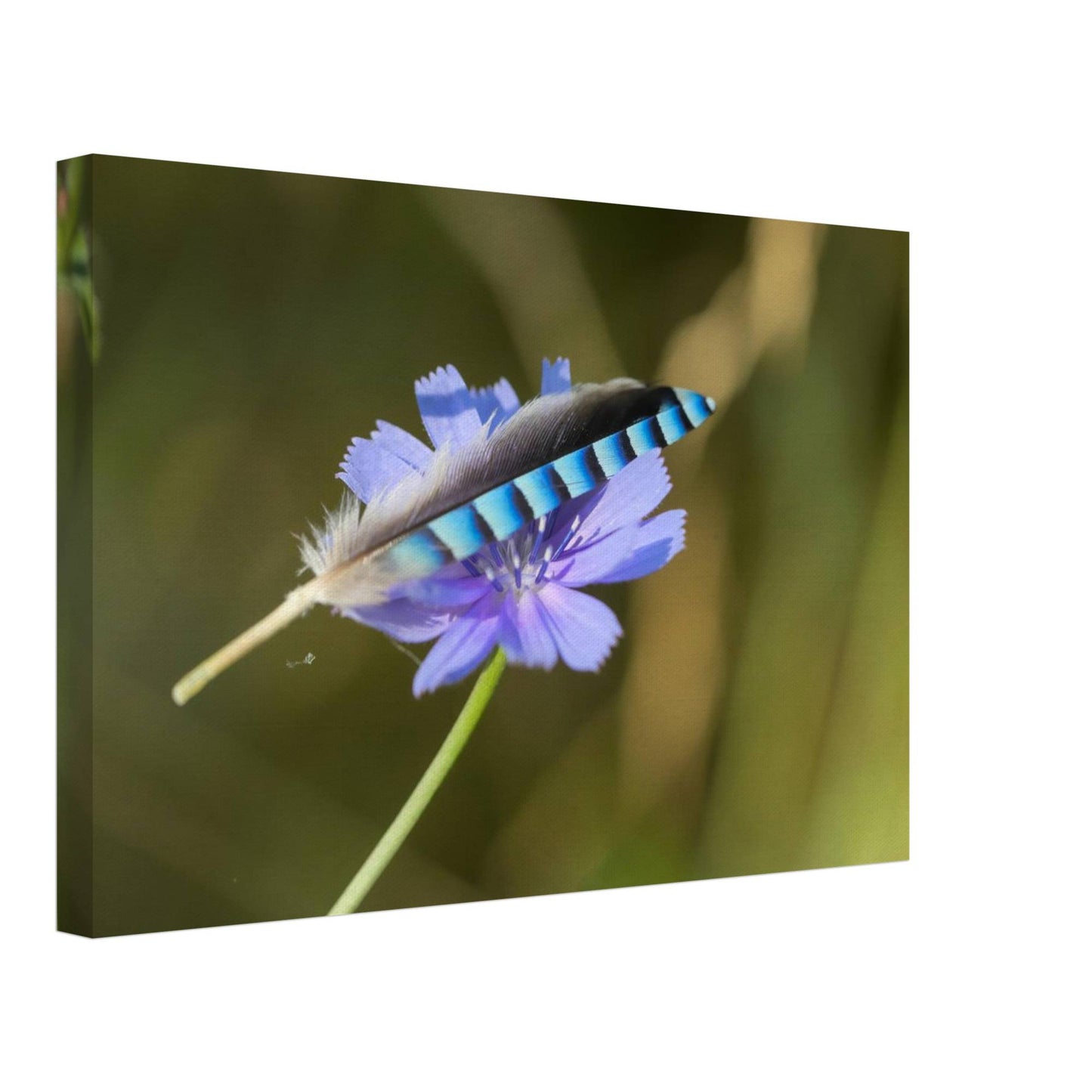 A Resting Feather
