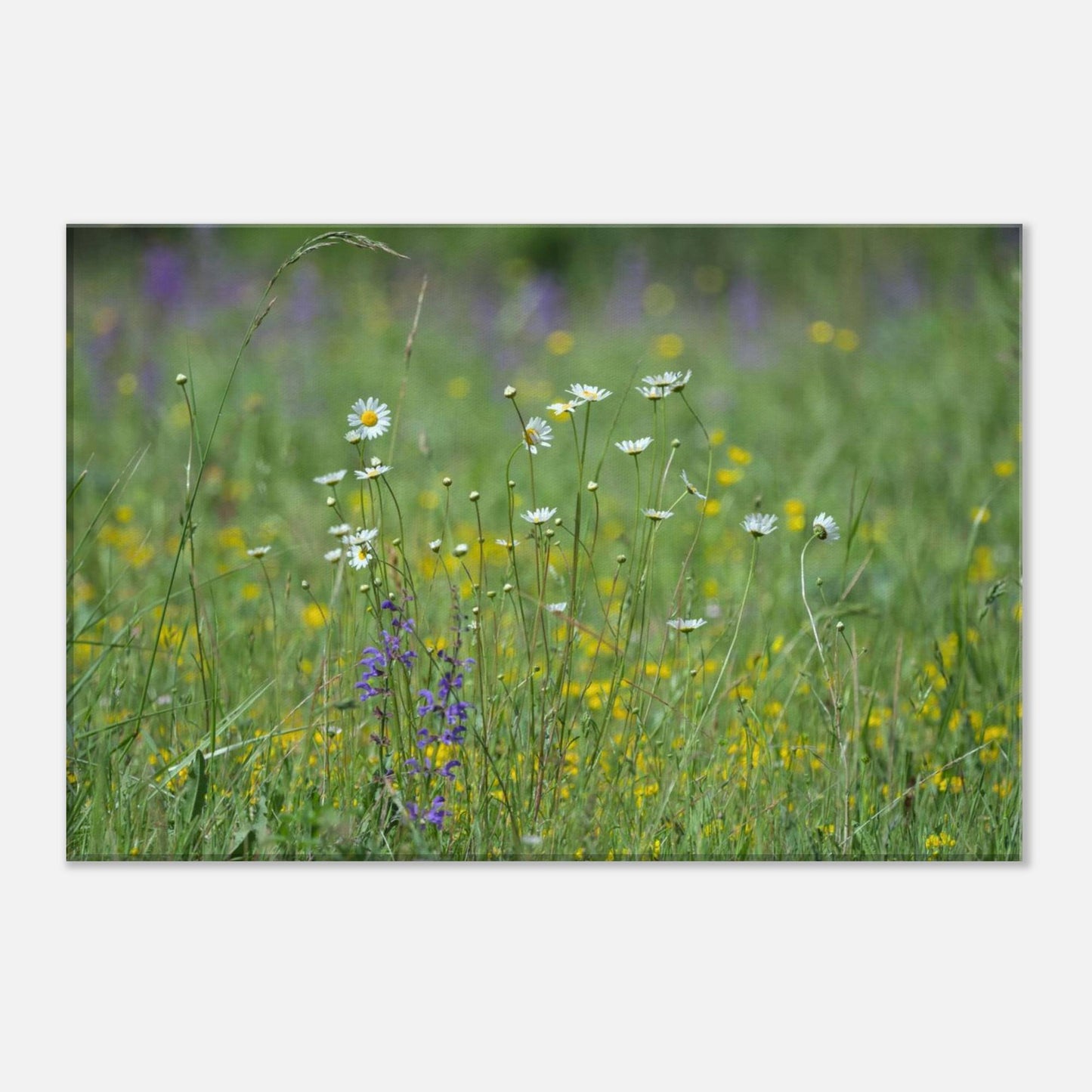 Flower Field
