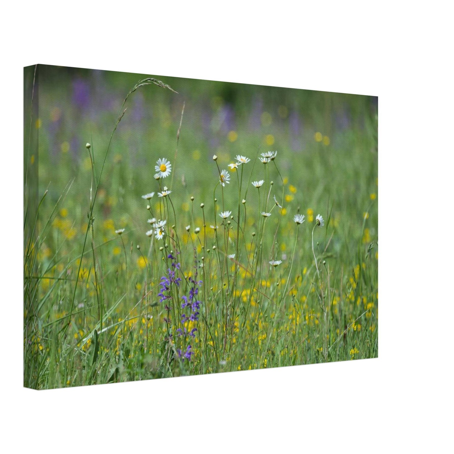 Flower Field