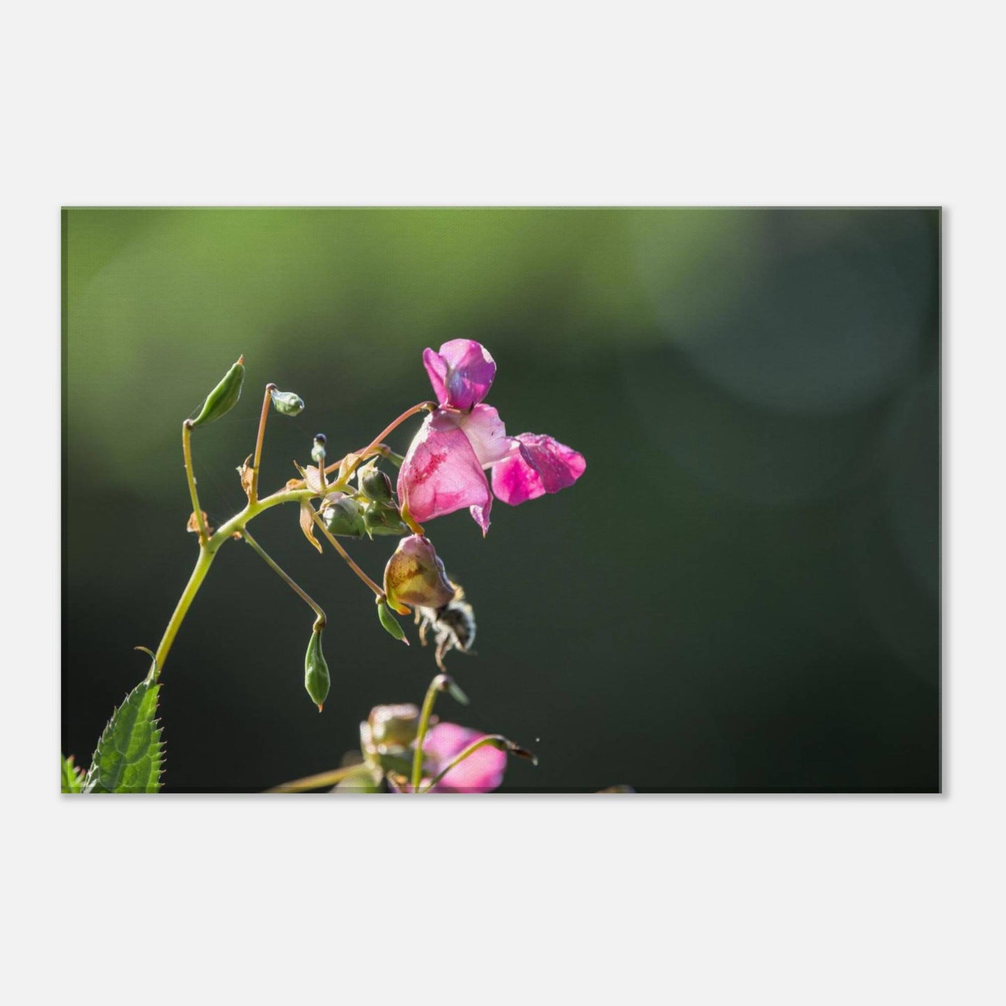 Pink Bells