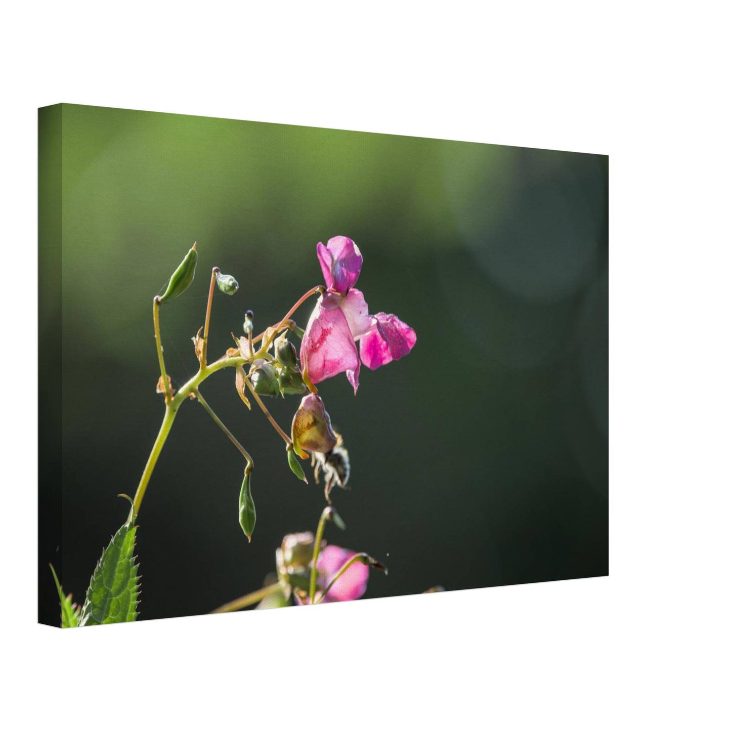 Pink Bells