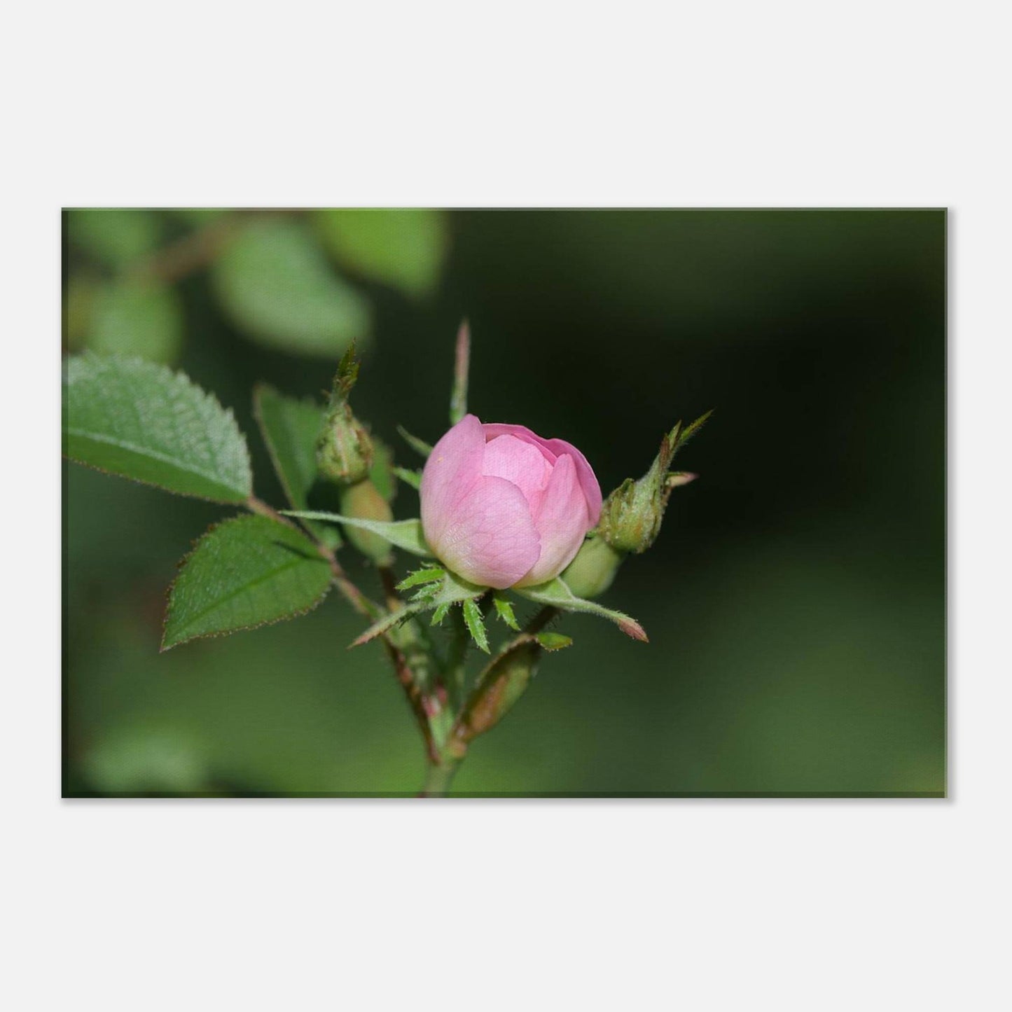 Birth of Beauty