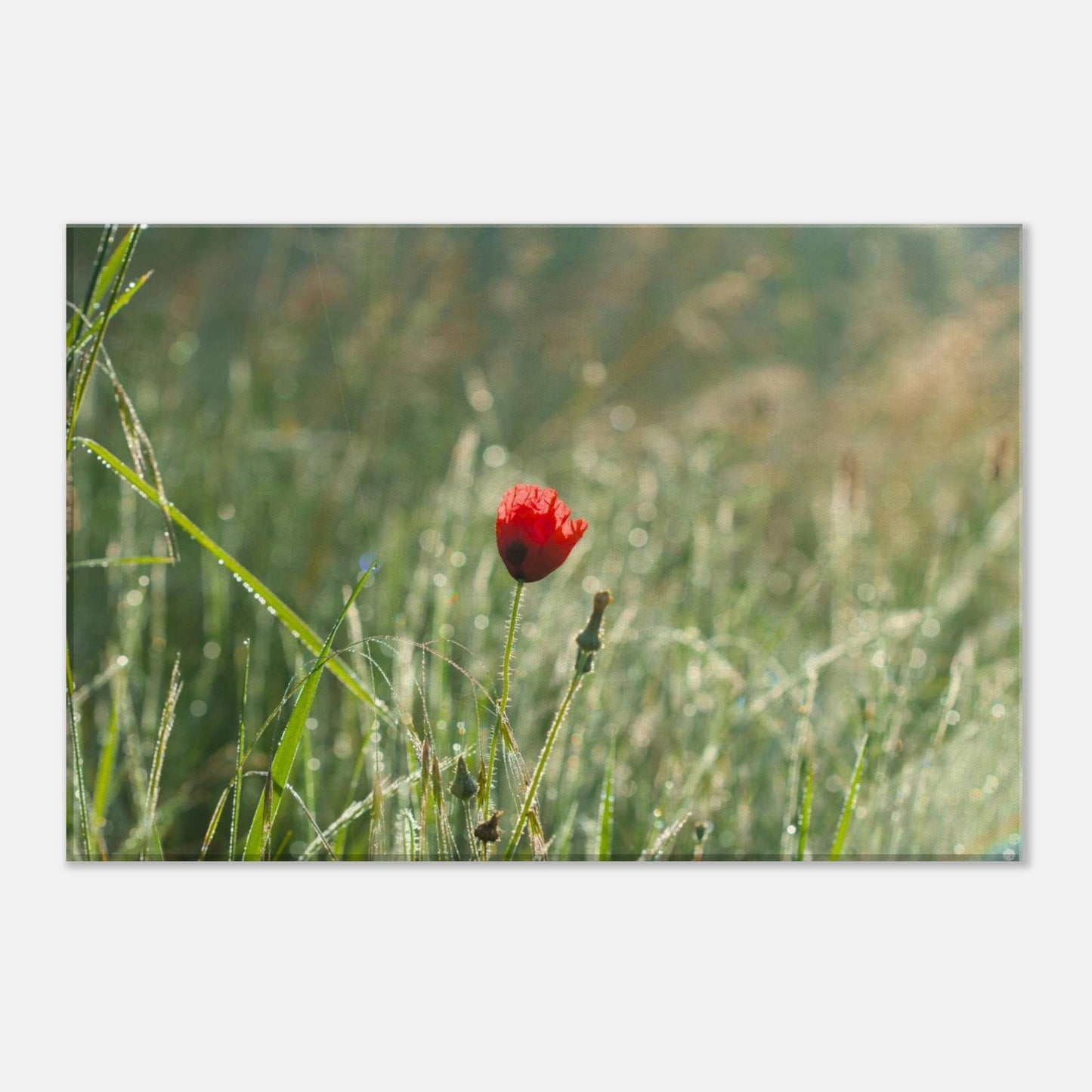 Shimmering Poppy