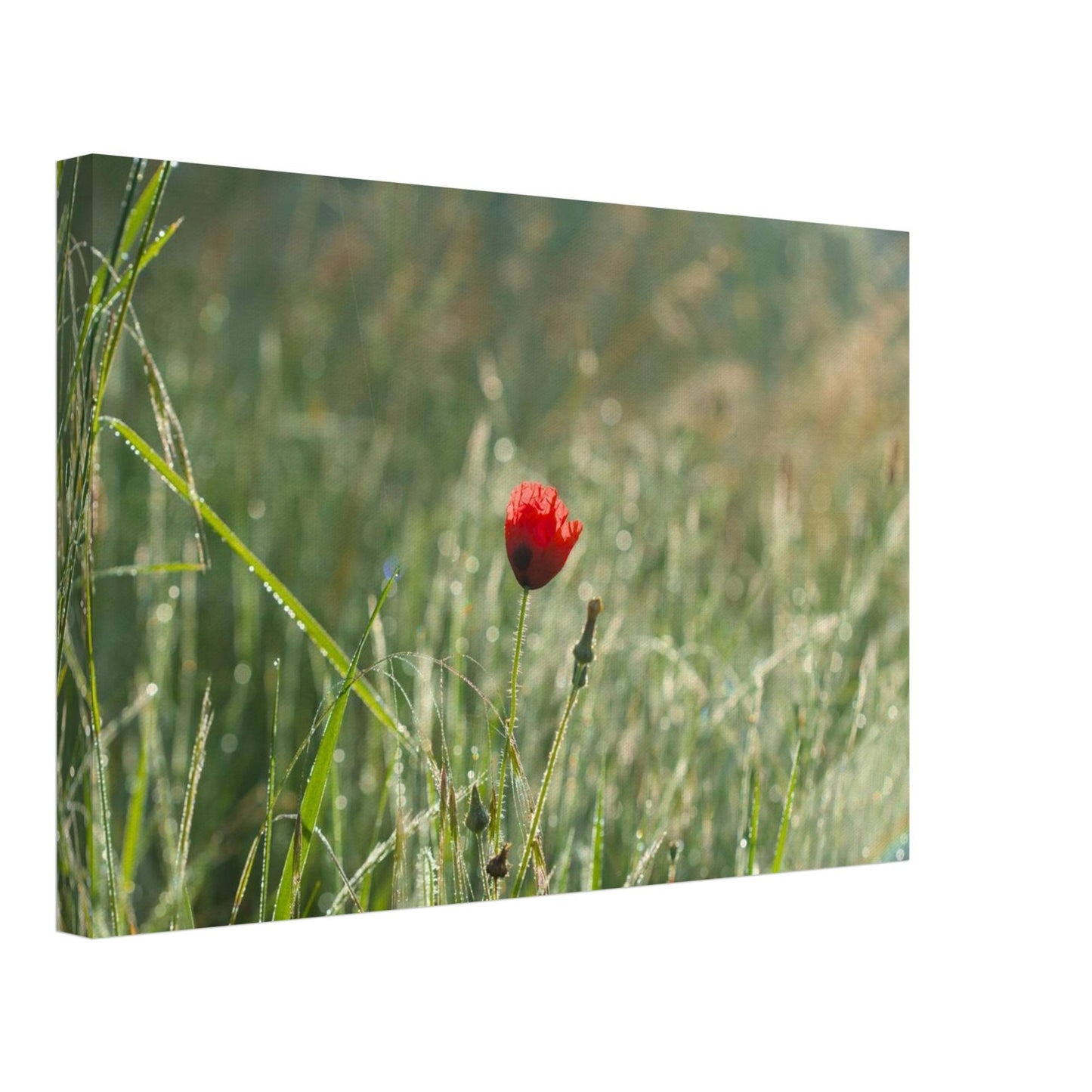Shimmering Poppy
