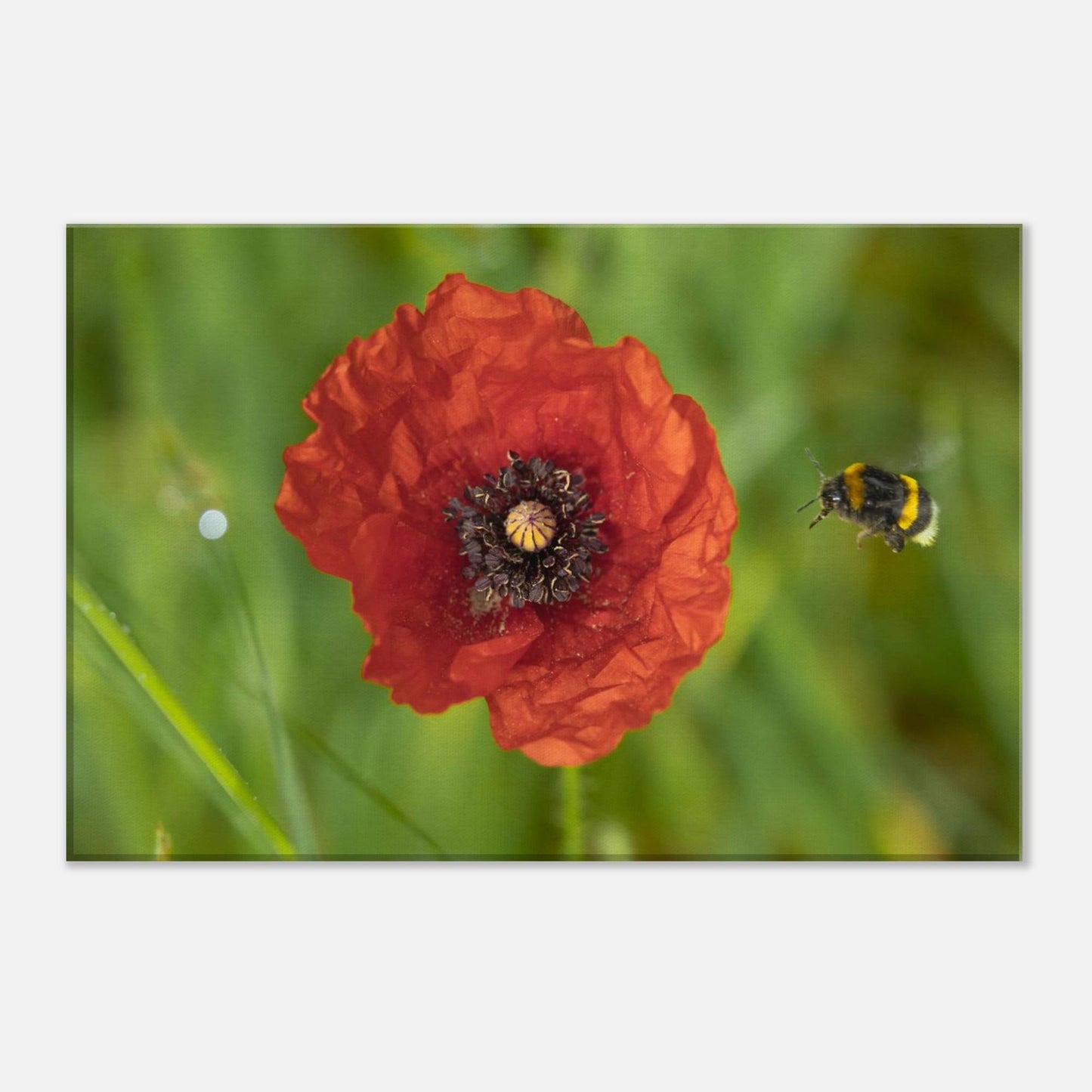 Hummingbees Welcome!