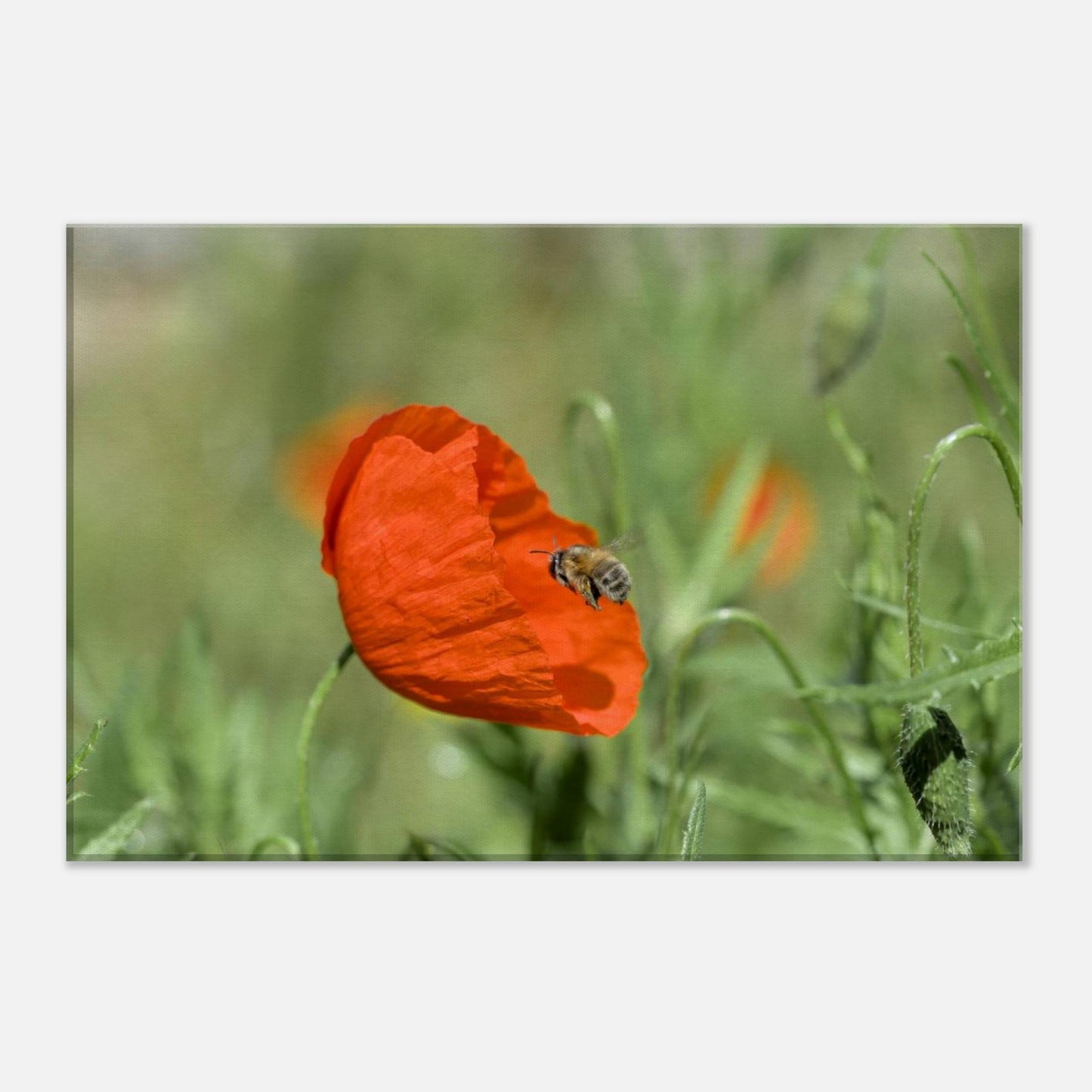 Bee Finds its Flower