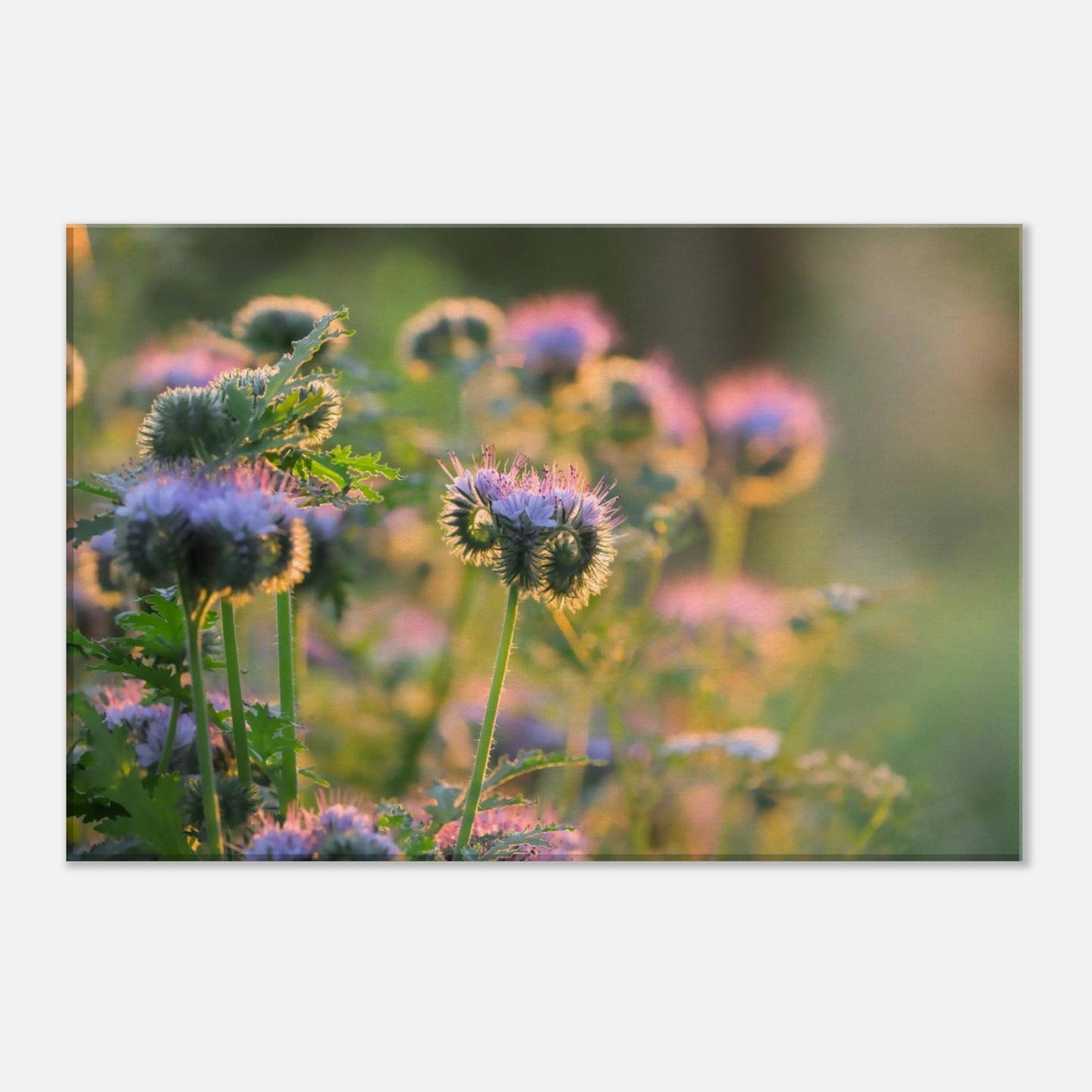 Phacelia's Happiness