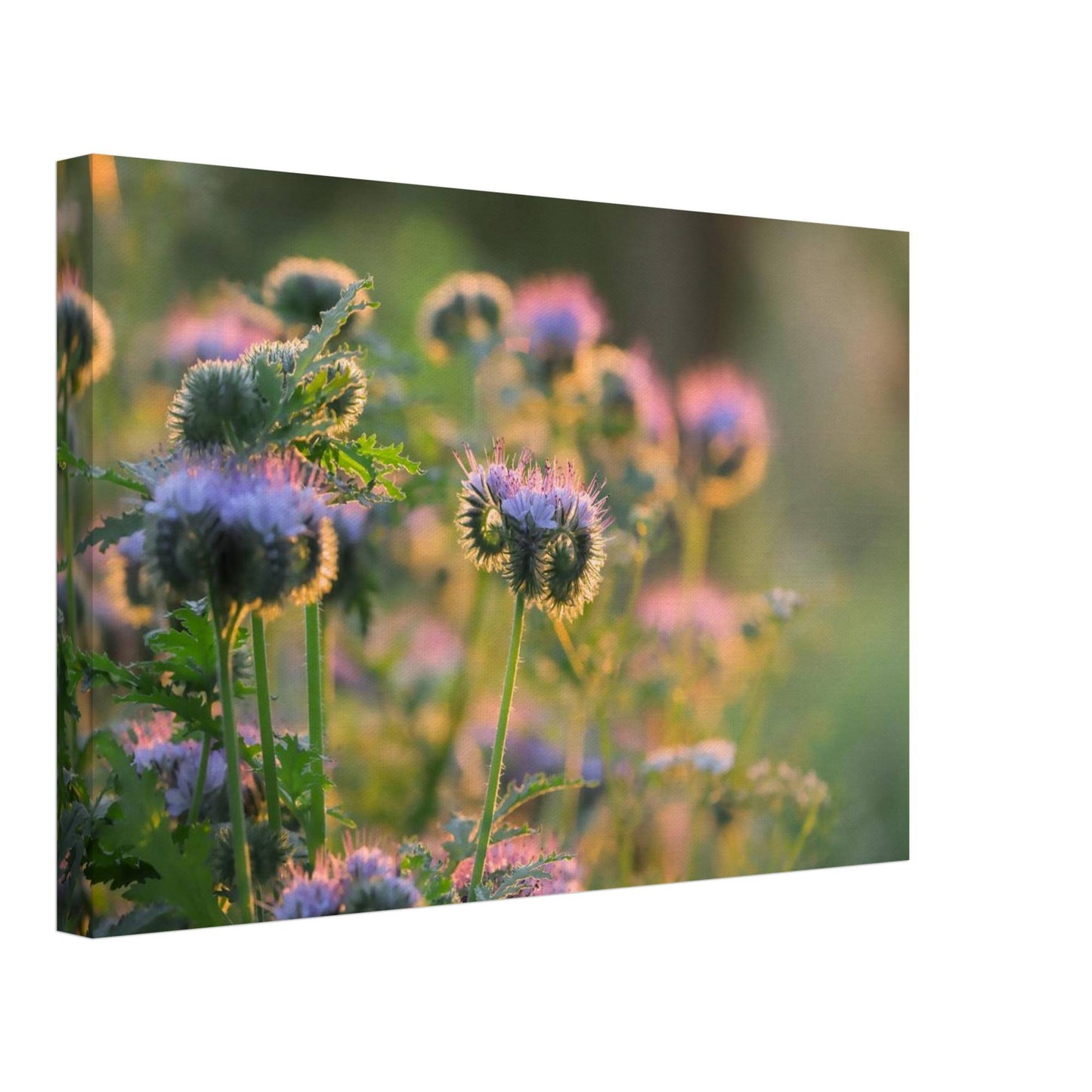 Phacelia's Happiness