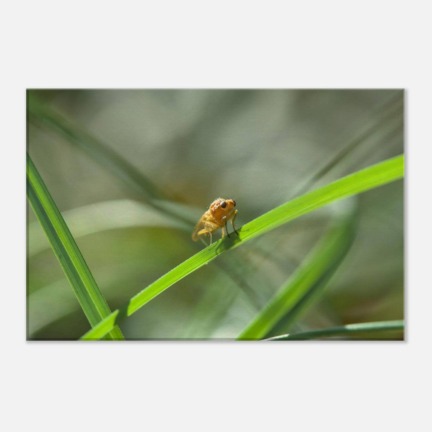 Happy Fly