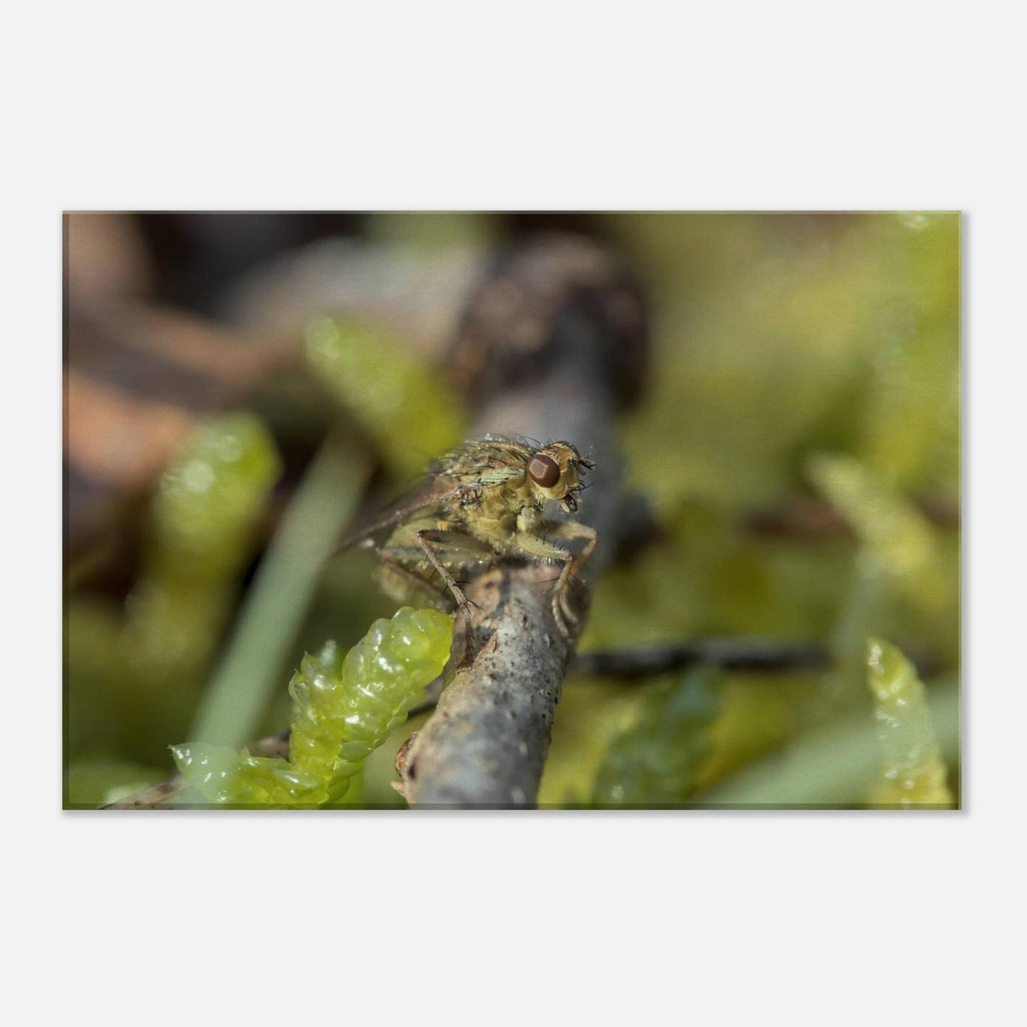 Fly at Rest