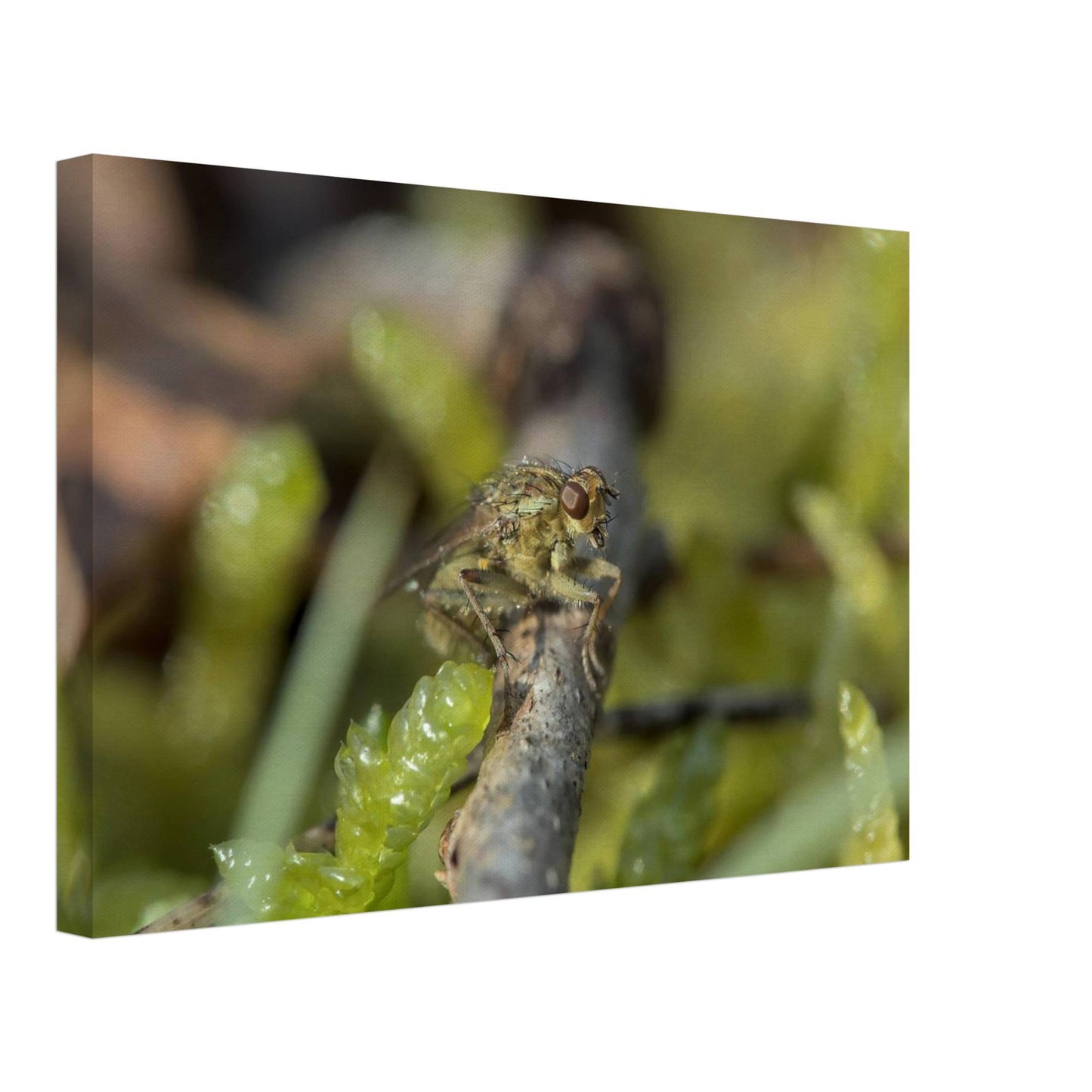 Fly at Rest