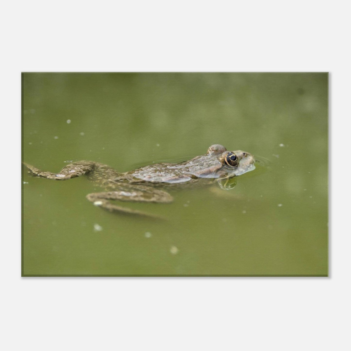 Floating Froggo