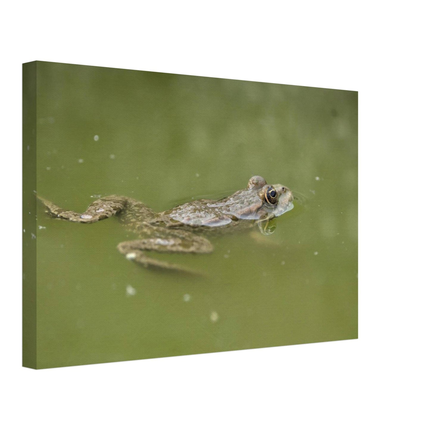 Floating Froggo