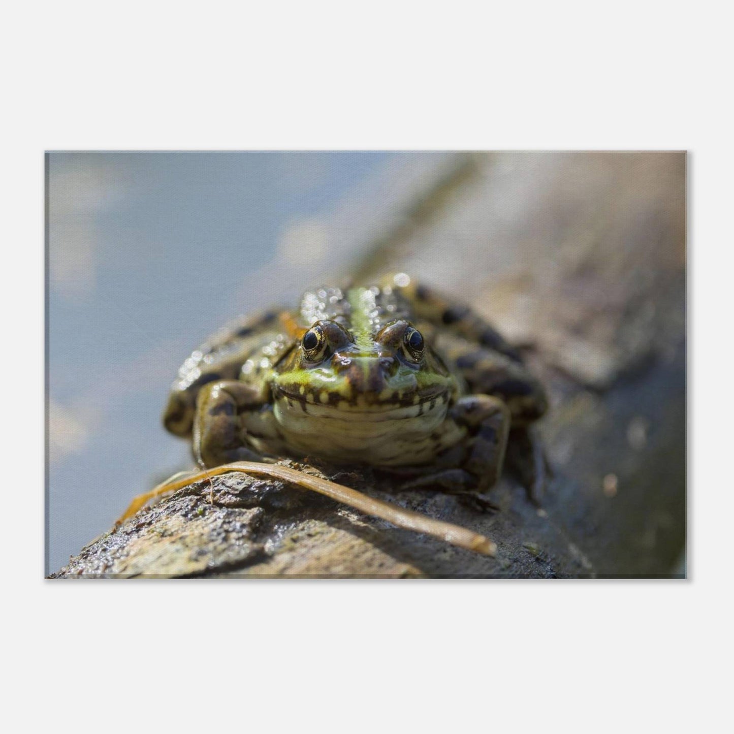 Awkward Frog