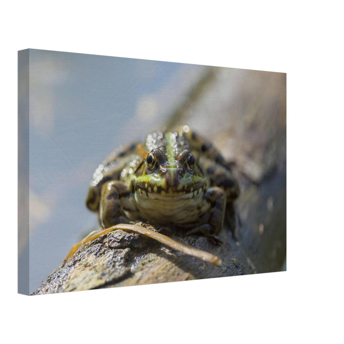 Awkward Frog