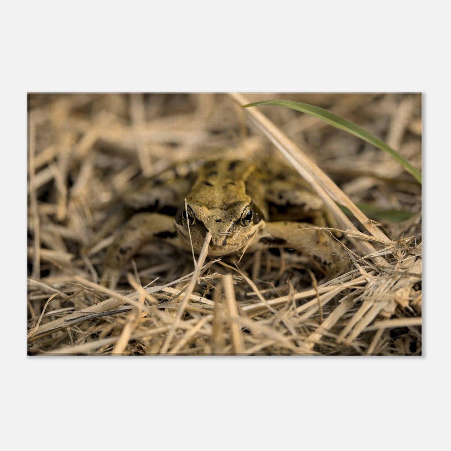 Frog in Hay