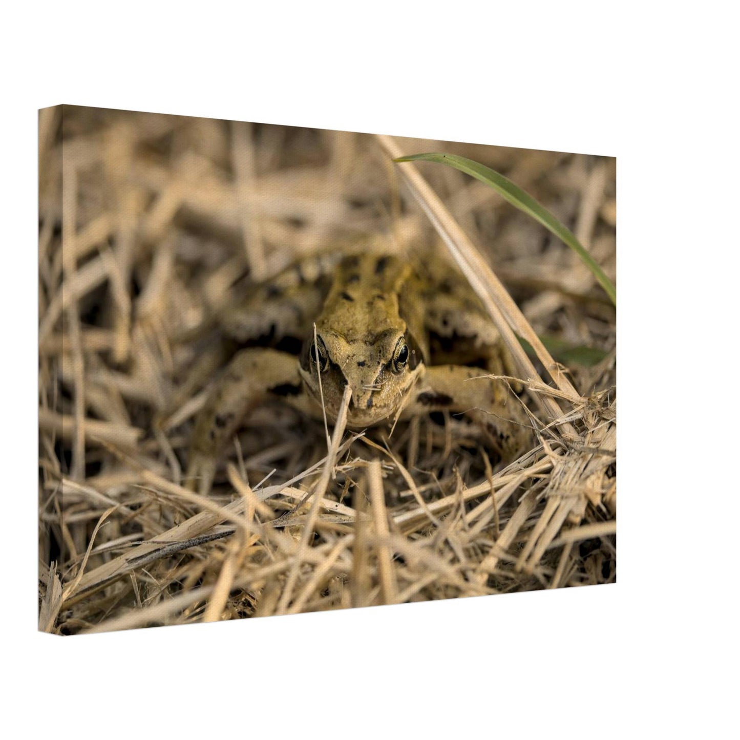 Frog in Hay