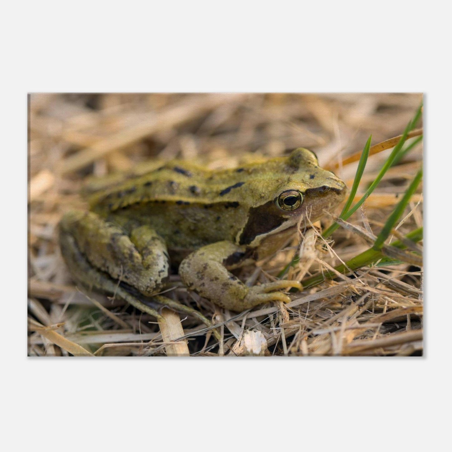 Chilling Frog