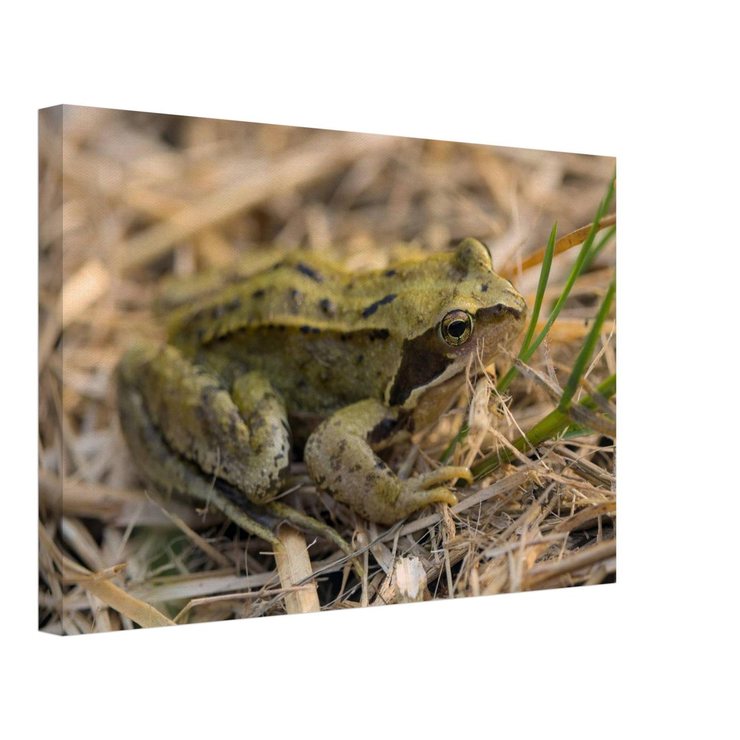 Chilling Frog