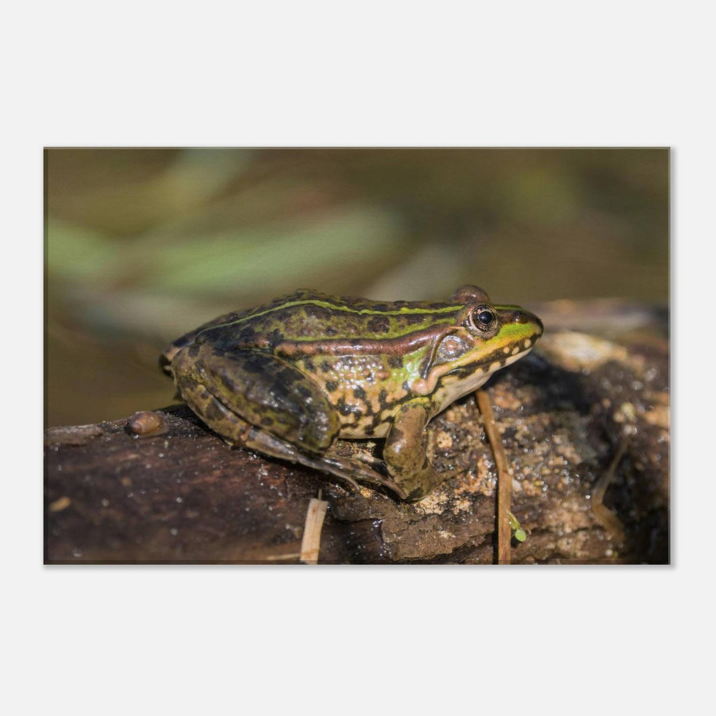 A Frog's Portrait