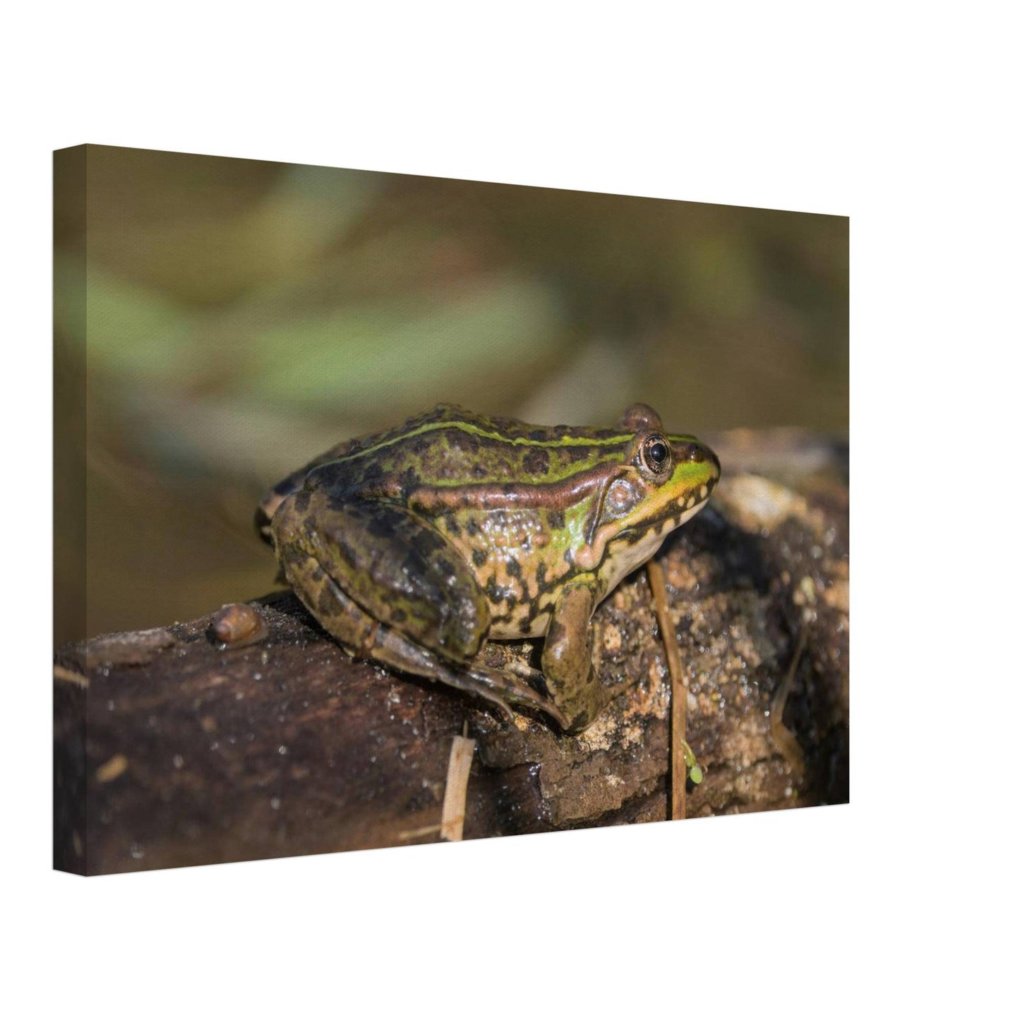 A Frog's Portrait