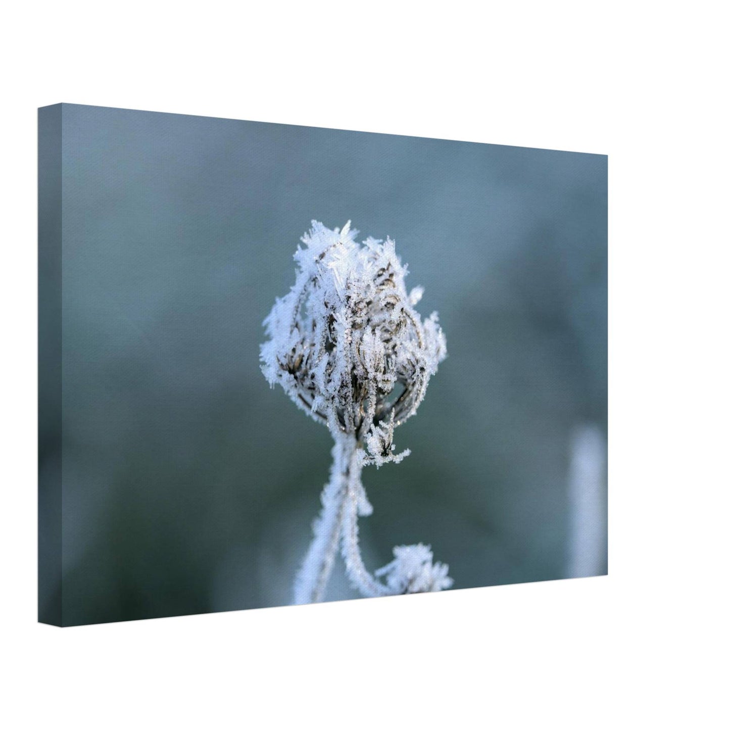 Frozen Heart