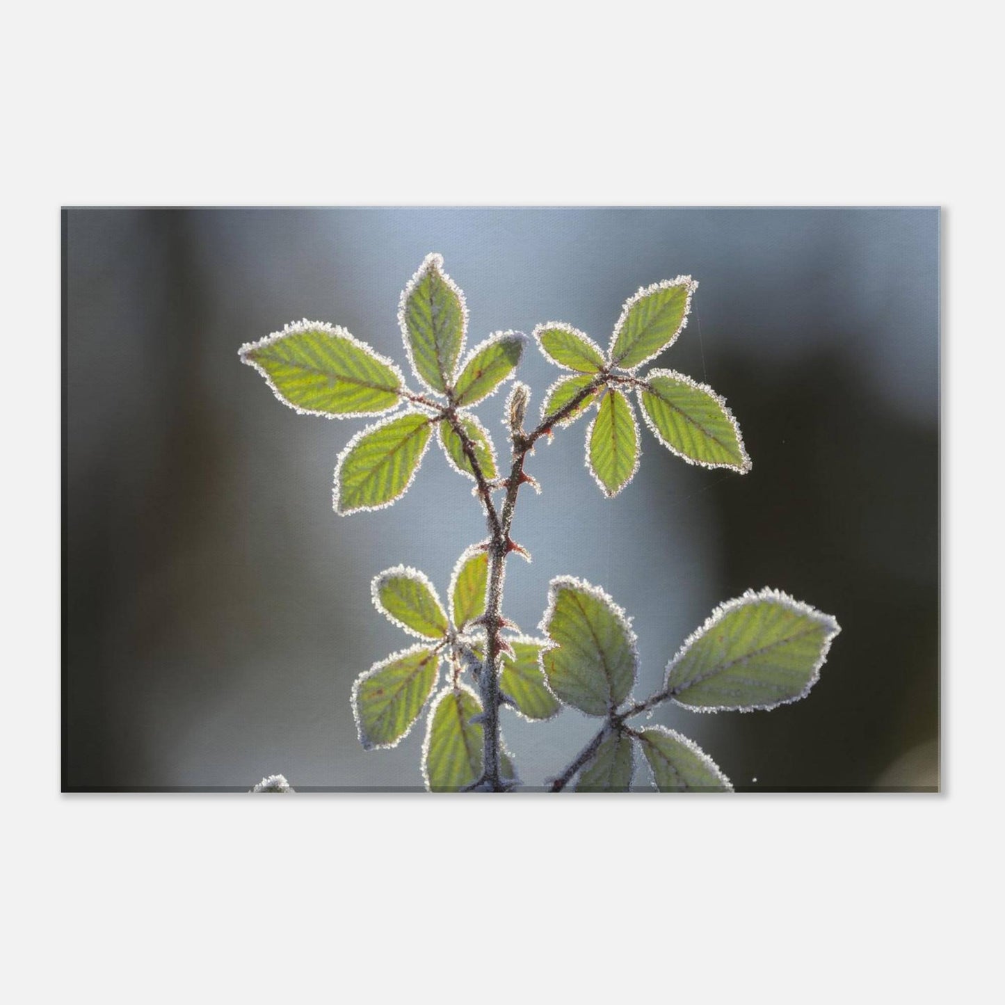 Frozen Leaves