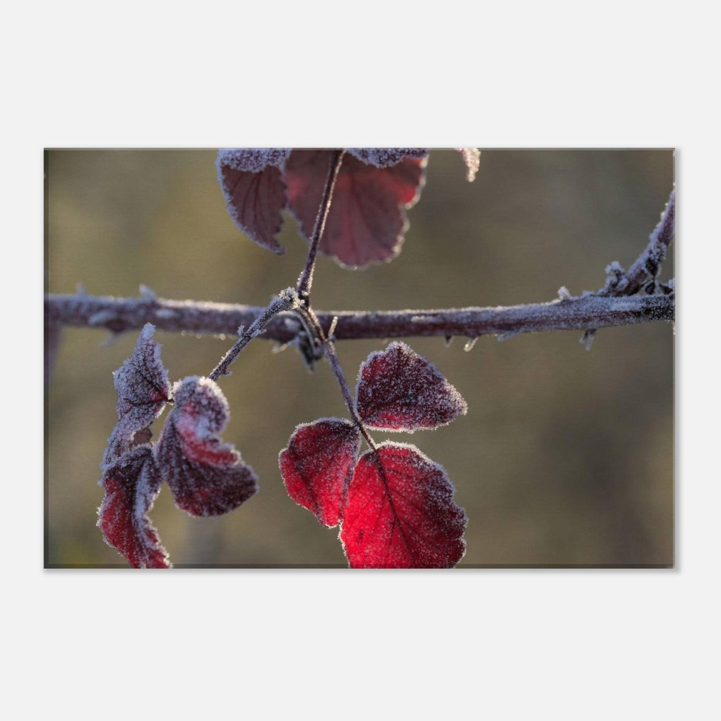 Frozen Red