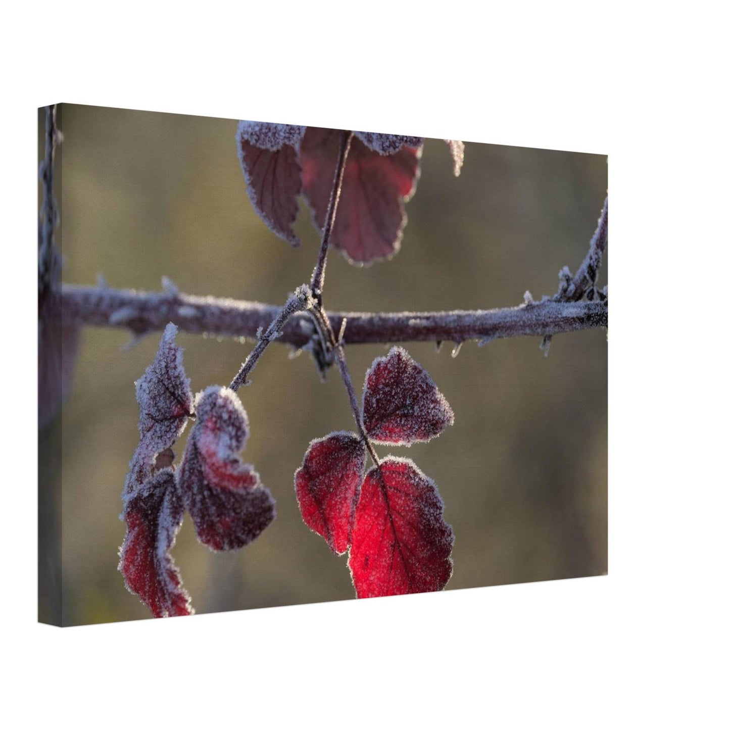 Frozen Red