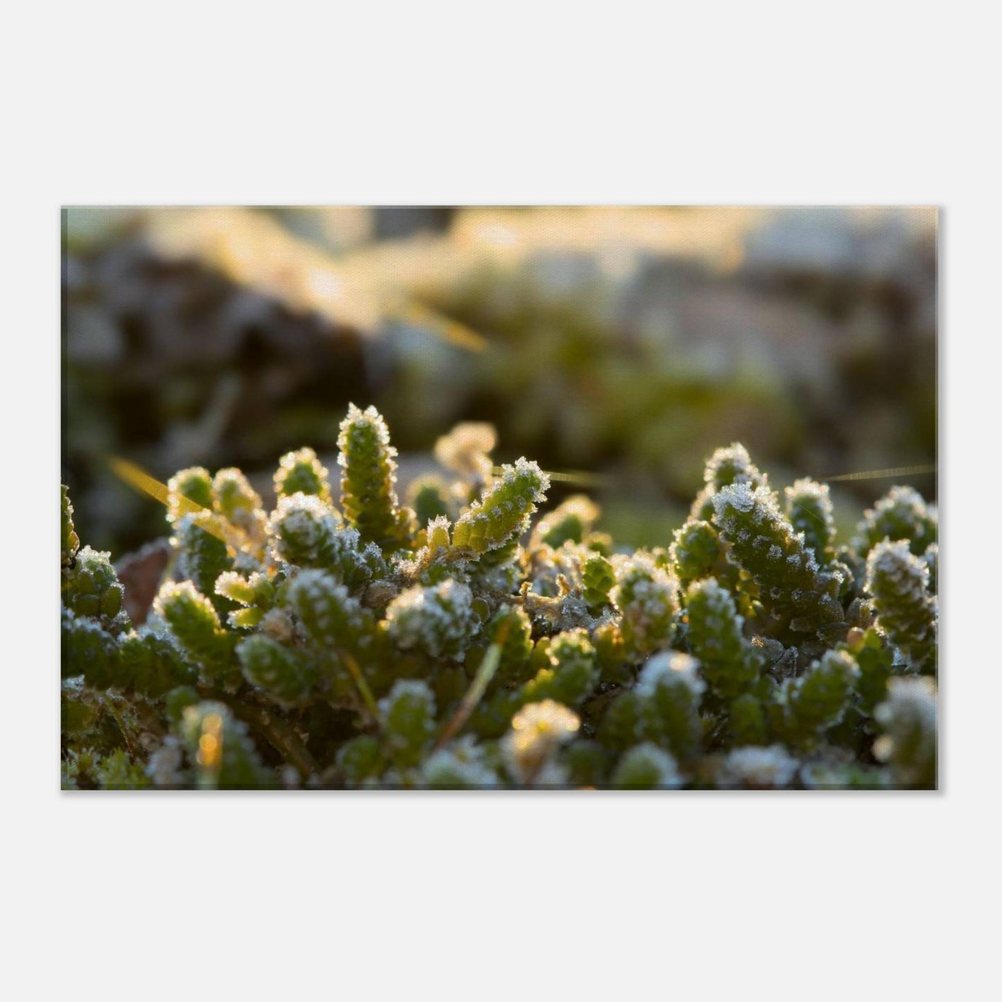 Crystal Mosslands