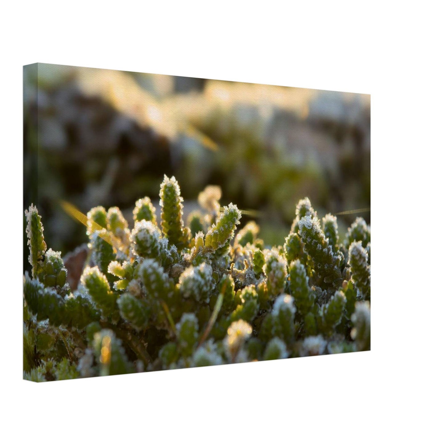 Crystal Mosslands