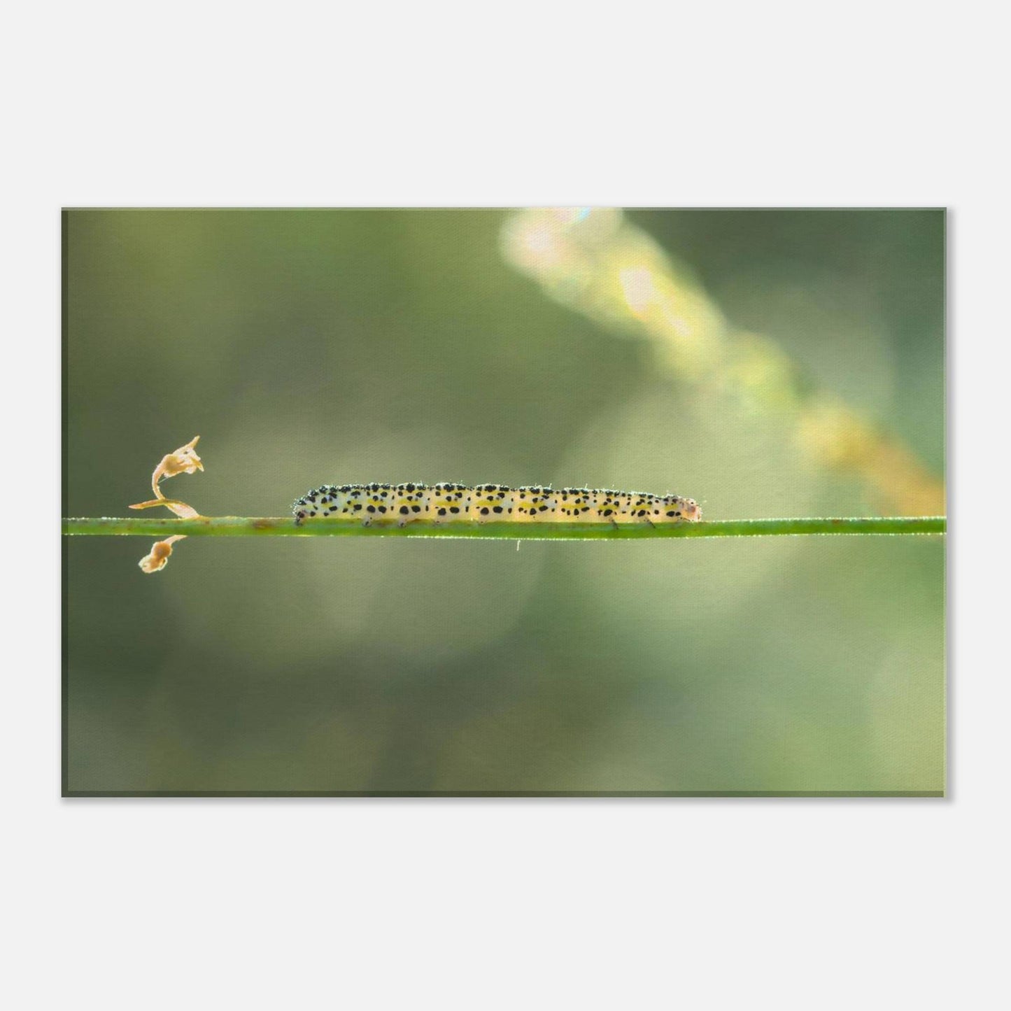 Caterpillar on a Journey
