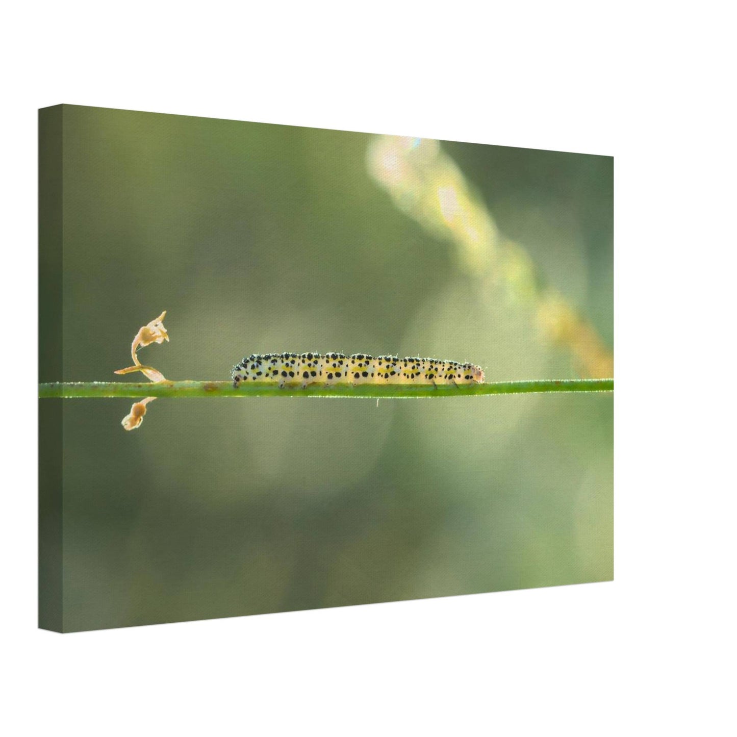 Caterpillar on a Journey