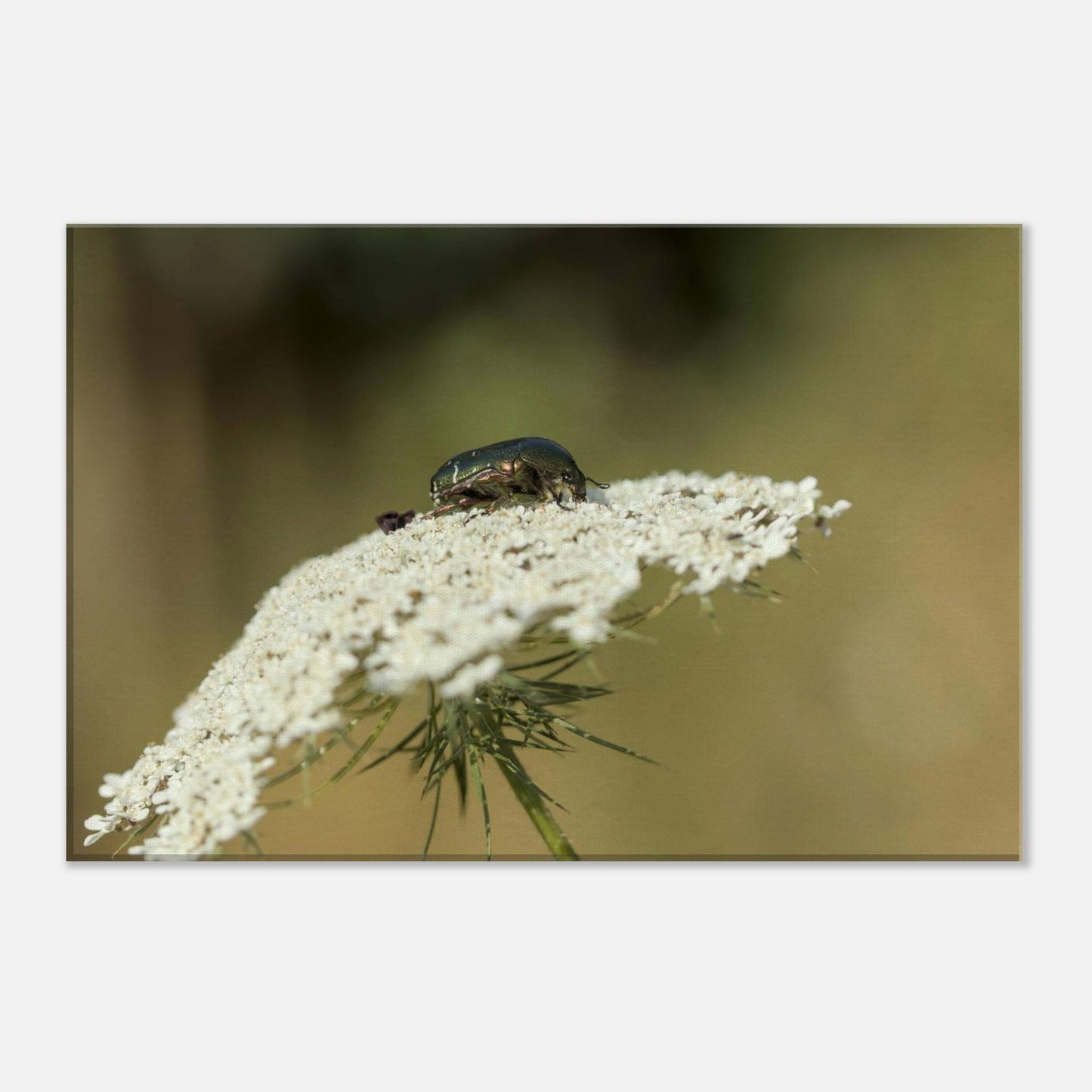 A Beetle's Home