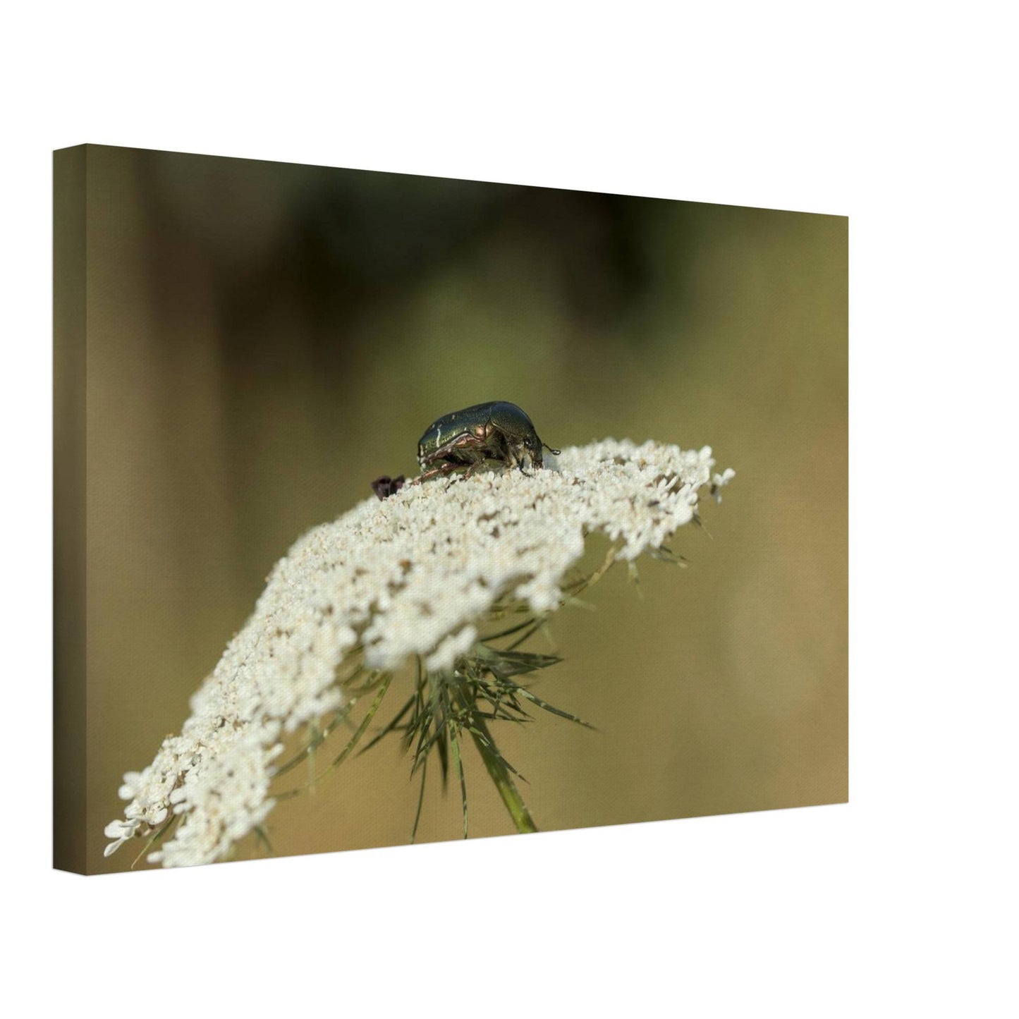 A Beetle's Home
