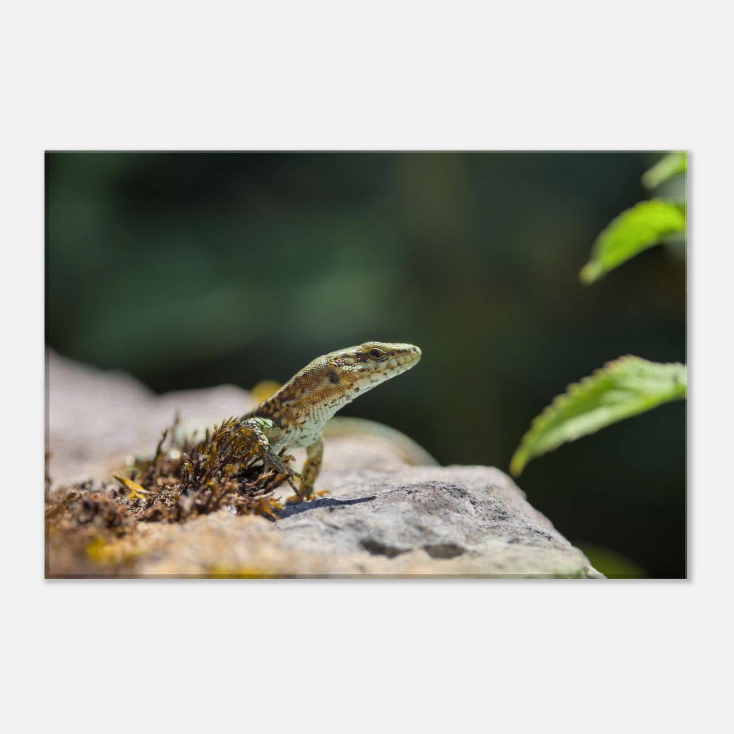The Curious Lizard