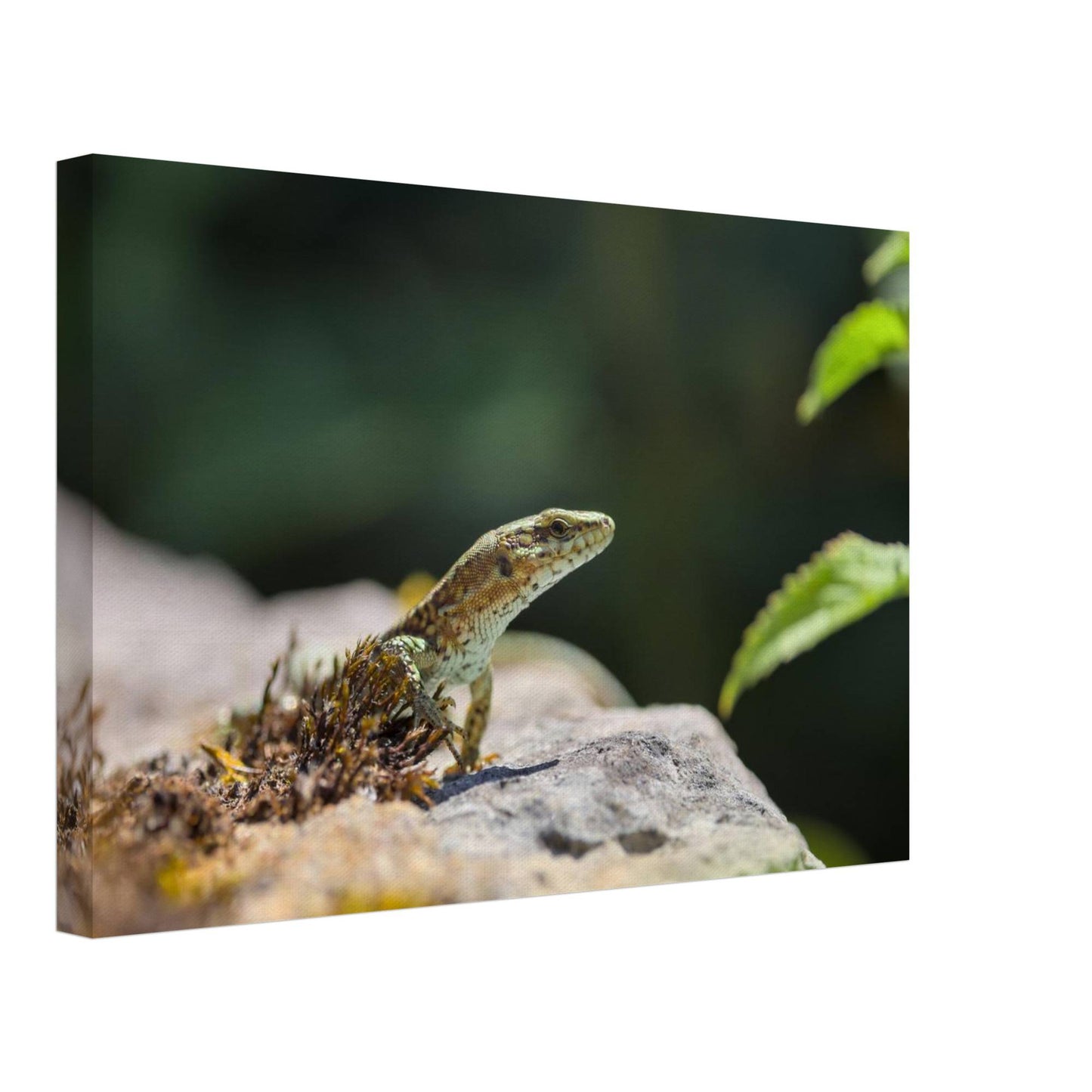 The Curious Lizard