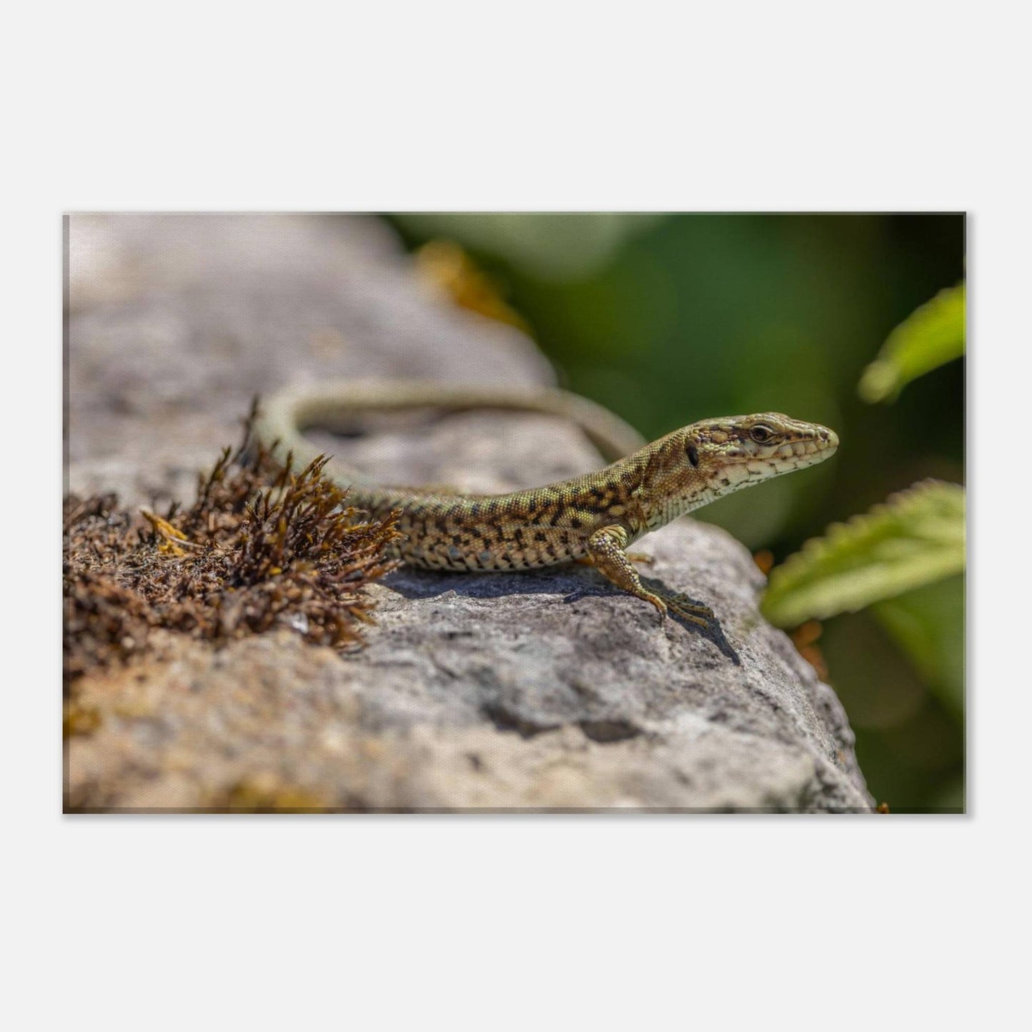 A Serious Lizard