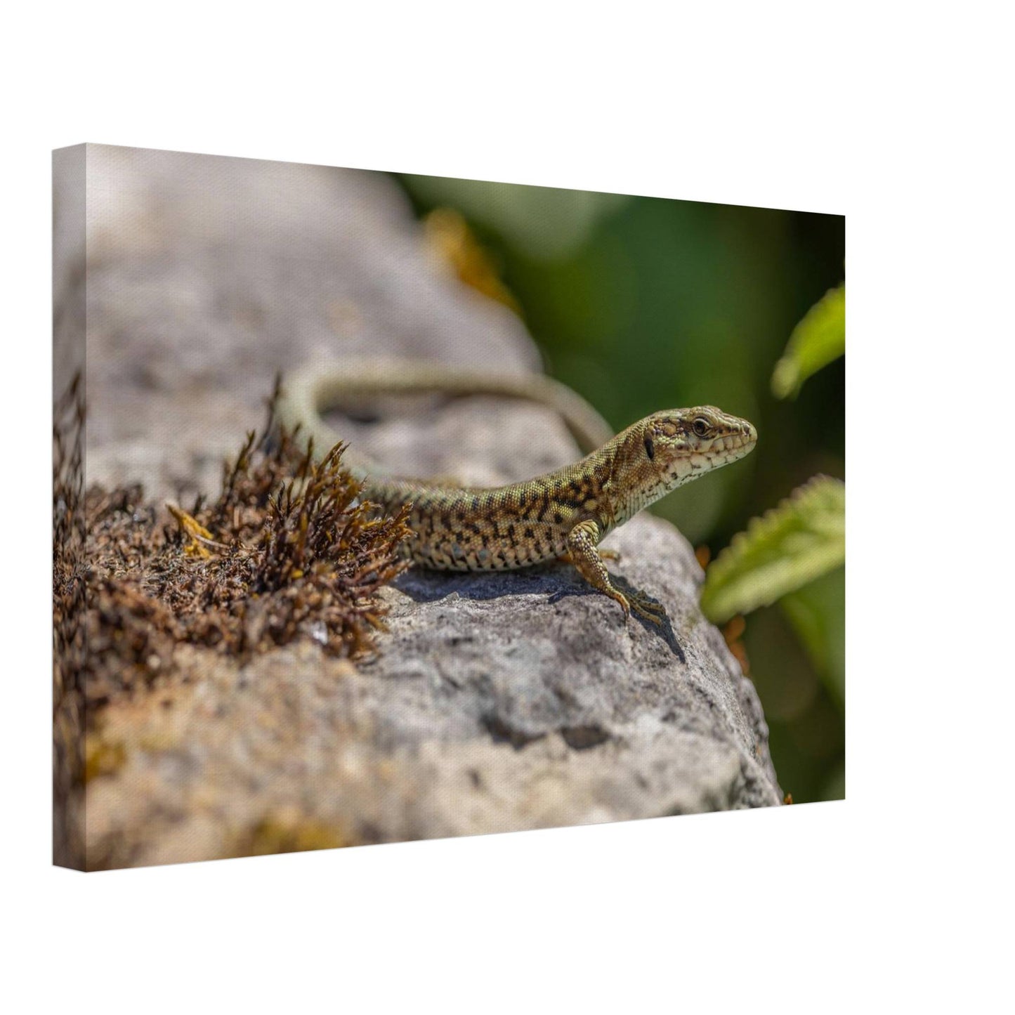 A Serious Lizard
