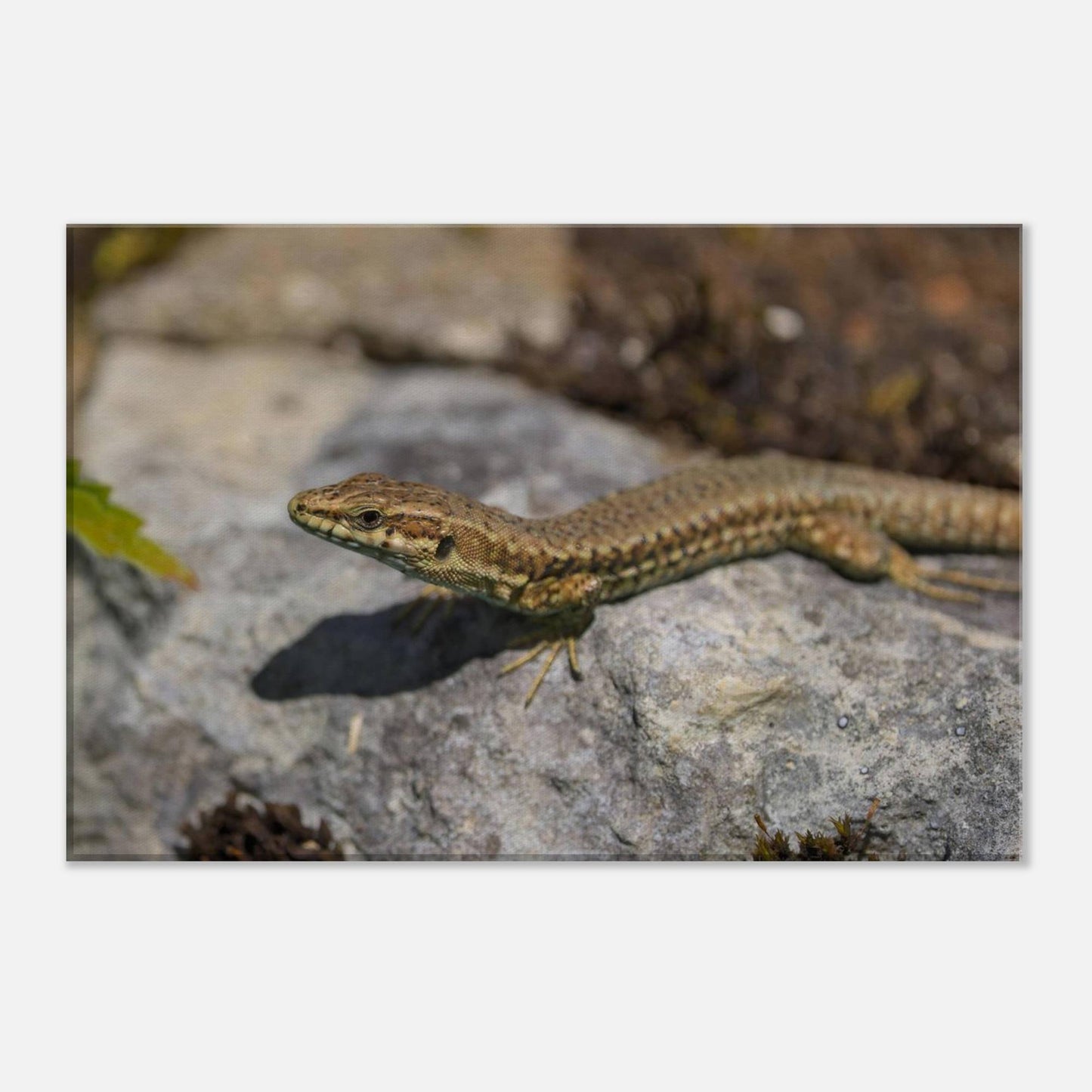 Peeking Lizard