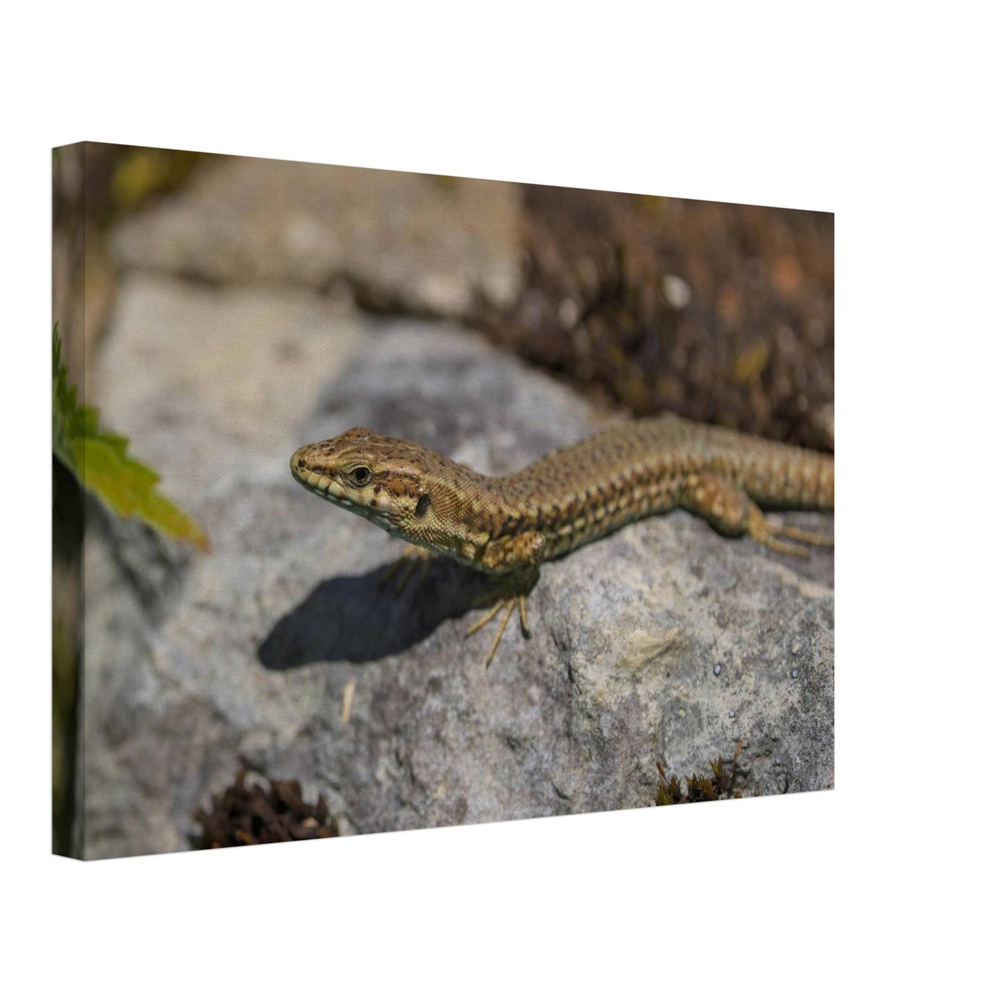 Peeking Lizard