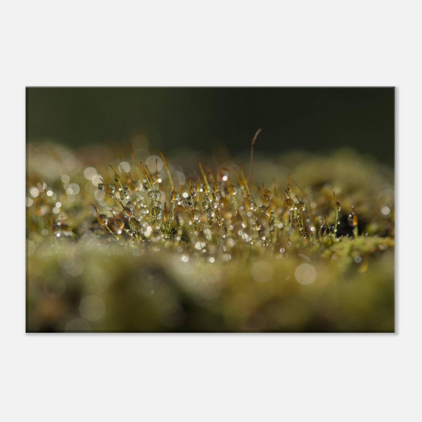 Water Drops