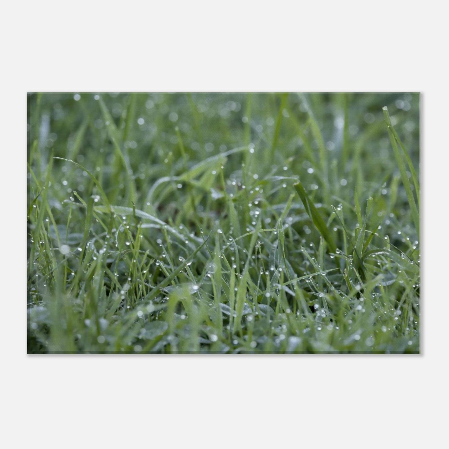 Grass