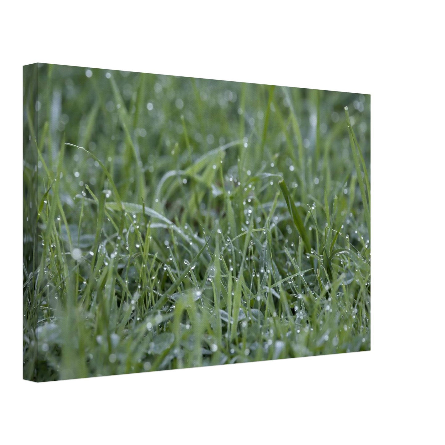 Grass
