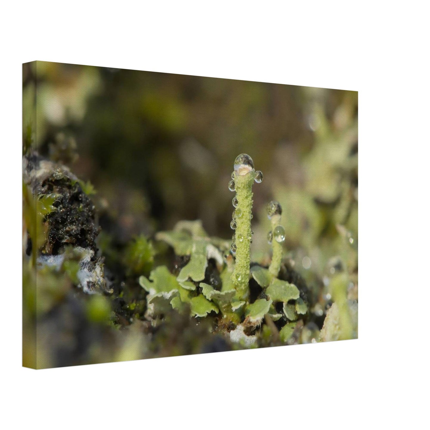 Tower of Moss