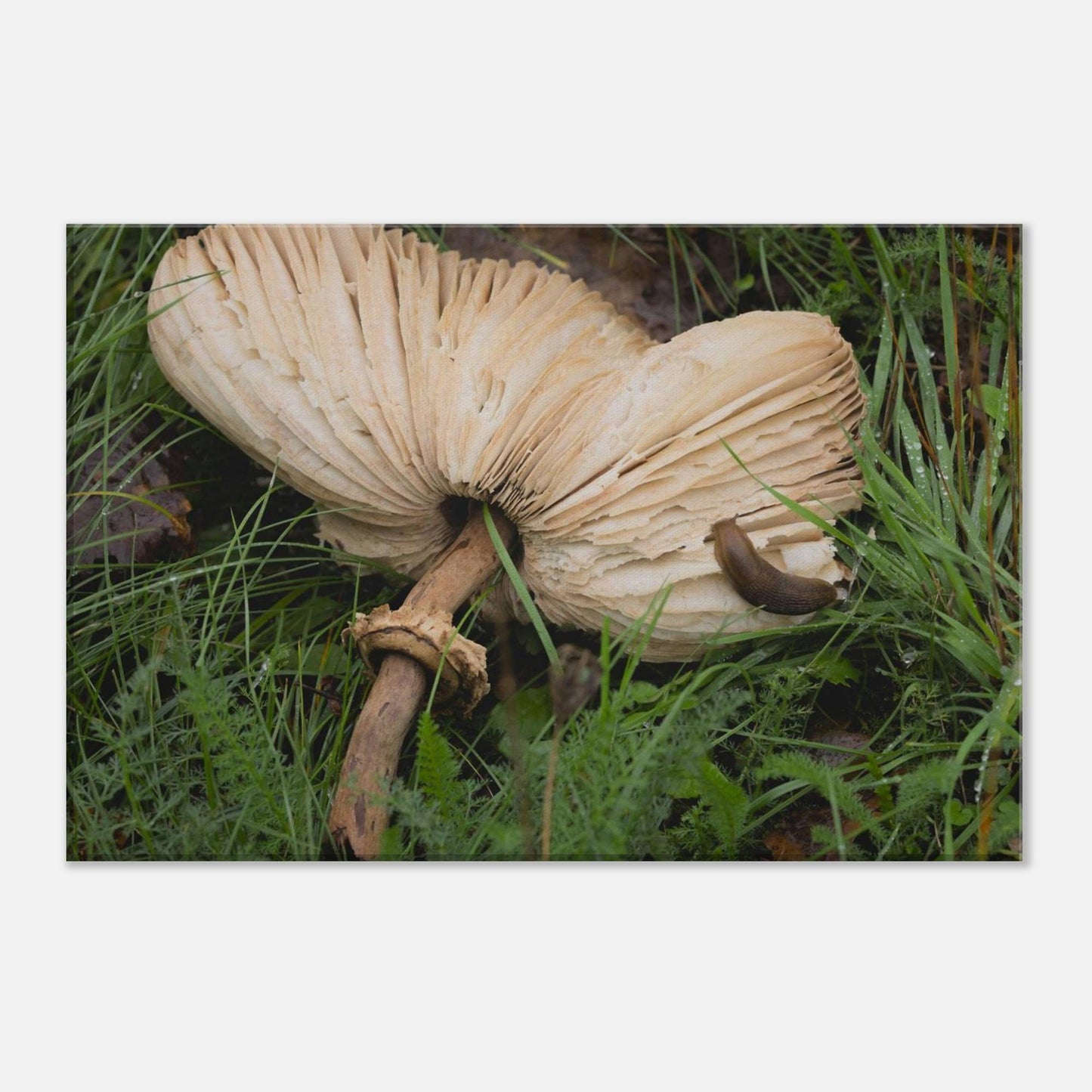 Decomposition