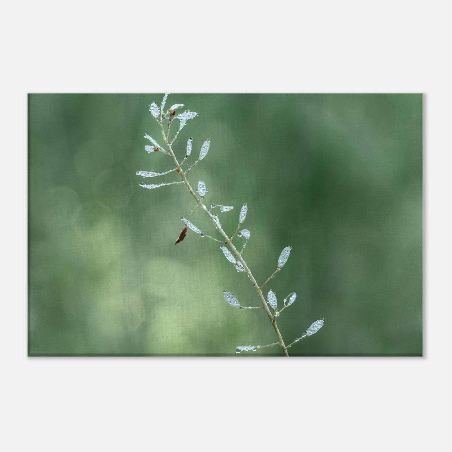 Plant with Droples