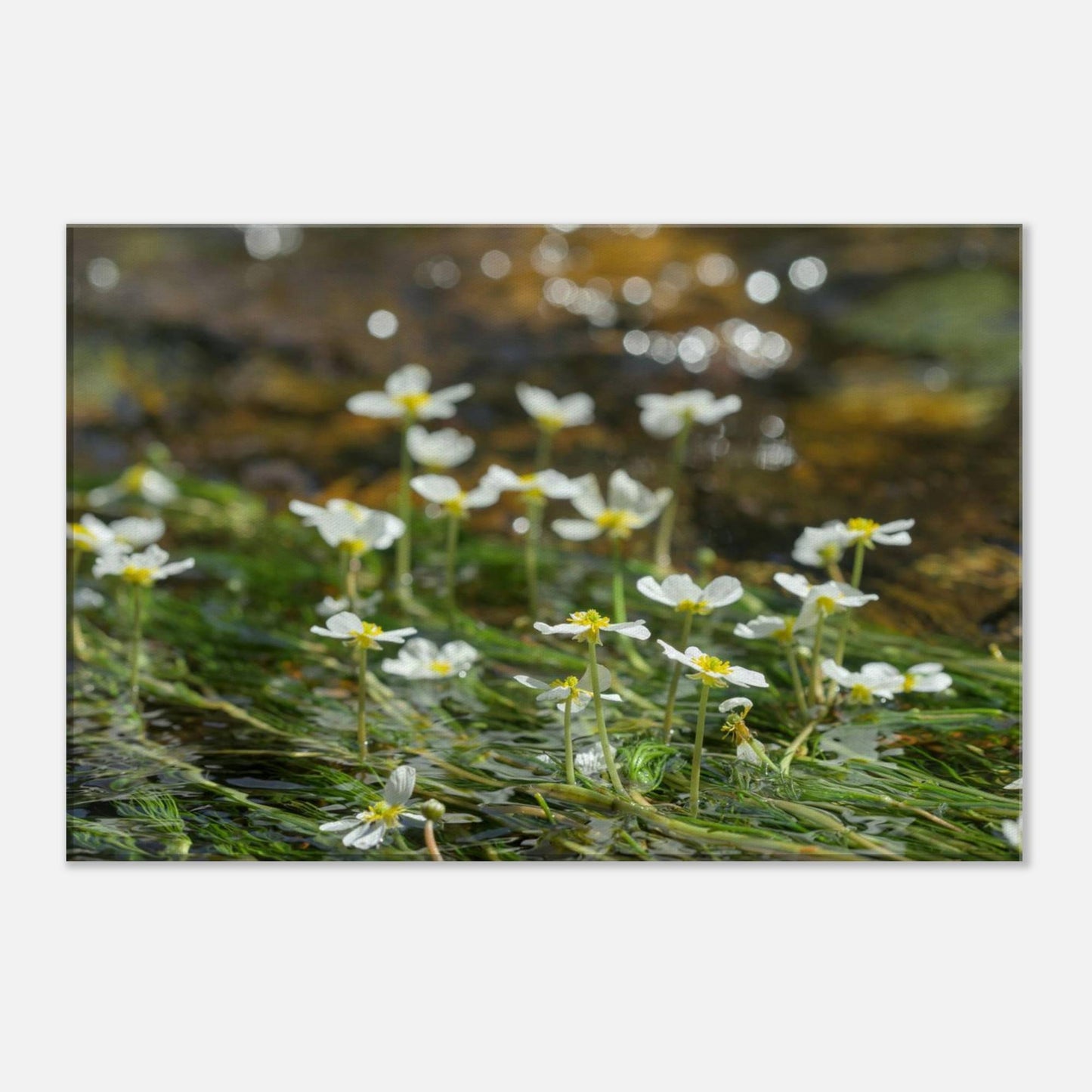 Dancing River Plants