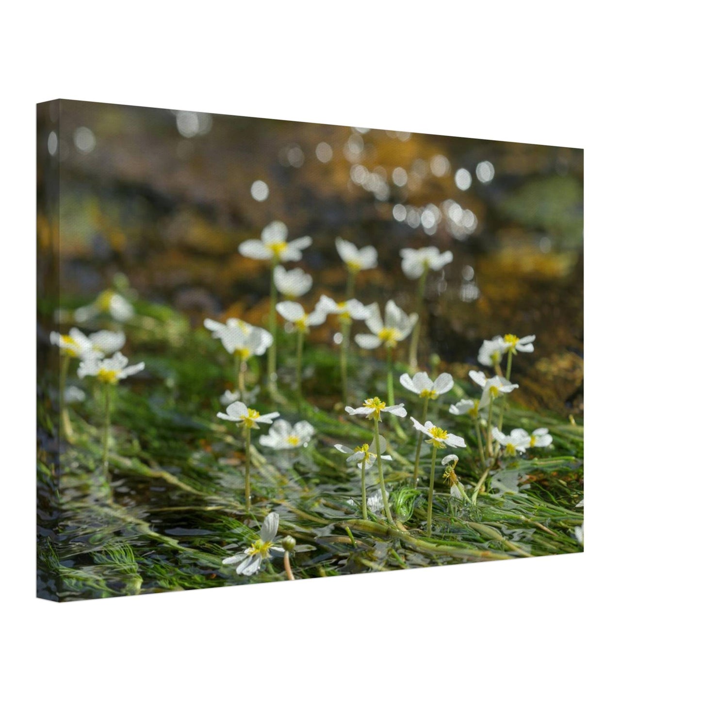 Dancing River Plants